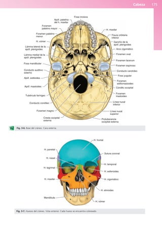 Cabeza 175
Fosa incisiva
Apóf. palatina
del h. maxilar
Foramen
palatino mayor
Foramen palatino
menor
H. vómer
Lámina lateral de la
apóf. pterigoides
Lámina medial de la
apóf. pterigoides
Fosa mandibular
Conducto auditivo
externo
Apóf. estiloides
Apóf. mastoides
Tubérculo faríngeo
Conducto condíleo
Foramen magno
Cresta occipital
externa
Protuberancia
occipital externa
Línea nucal
superior
Línea nucal
inferior
Foramen
mastoideo
Cóndilo occipital
Foramen
estilomastoideo
Fosa yugular
Conducto carotídeo
Foramen espinoso
Foramen lacerum
Foramen oval
Arco cigomático
Gancho de la
apóf. pterigoides
Fisura orbitaria
inferior
H. maxilar
Fig. 3-6. Base del cráneo. Cara externa.
H. parietal
H. nasal
H. lagrimal
H. maxilar
Mandíbula
H. vómer
H. etmoides
H. cigomático
H. esfenoides
H. temporal
Sutura coronal
H. frontal
Fig. 3-7. Huesos del cráneo. Vista anterior. Cada hueso se encuentra coloreado.
b027-03.qxd 7/12/11 2:36 PM Page 175
ERRNVPHGLFRVRUJ
 