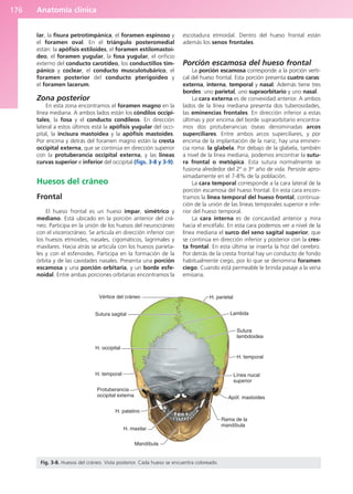 Anatomía clínica
176
lar, la fisura petrotimpánica, el foramen espinoso y
el foramen oval. En el triángulo posteromedial
están: la apófisis estiloides, el foramen estilomastoi-
deo, el foramen yugular, la fosa yugular, el orificio
externo del conducto carotídeo, los conductillos tim-
pánico y coclear, el conducto musculotubárico, el
foramen posterior del conducto pterigoideo y
el foramen lacerum.
Zona posterior
En esta zona encontramos el foramen magno en la
línea mediana. A ambos lados están los cóndilos occipi-
tales, la fosa y el conducto condíleos. En dirección
lateral a estos últimos está la apófisis yugular del occi-
pital, la incisura mastoidea y la apófisis mastoides.
Por encima y detrás del foramen magno están la cresta
occipital externa, que se continúa en dirección superior
con la protuberancia occipital externa, y las líneas
curvas superior e inferior del occipital (figs. 3-8 y 3-9).
Huesos del cráneo
Frontal
El hueso frontal es un hueso impar, simétrico y
mediano. Está ubicado en la porción anterior del crá-
neo. Participa en la unión de los huesos del neurocráneo
con el viscerocráneo. Se articula en dirección inferior con
los huesos etmoides, nasales, cigomáticos, lagrimales y
maxilares. Hacia atrás se articula con los huesos parieta-
les y con el esfenoides. Participa en la formación de la
órbita y de las cavidades nasales. Presenta una porción
escamosa y una porción orbitaria, y un borde esfe-
noidal. Entre ambas porciones orbitarias encontramos la
escotadura etmoidal. Dentro del hueso frontal están
además los senos frontales.
Porción escamosa del hueso frontal
La porción escamosa corresponde a la porción verti-
cal del hueso frontal. Esta porción presenta cuatro caras:
externa, interna, temporal y nasal. Además tiene tres
bordes: uno parietal, uno supraorbitario y uno nasal.
La cara externa es de convexidad anterior. A ambos
lados de la línea mediana presenta dos tuberosidades,
las eminencias frontales. En dirección inferior a estas
últimas y por encima del borde supraorbitario encontra-
mos dos protuberancias óseas denominadas arcos
superciliares. Entre ambos arcos superciliares, y por
encima de la implantación de la nariz, hay una eminen-
cia roma: la glabela. Por debajo de la glabela, también
a nivel de la línea mediana, podemos encontrar la sutu-
ra frontal o metópica. Esta sutura normalmente se
fusiona alrededor del 2º o 3er
año de vida. Persiste apro-
ximadamente en el 7-8% de la población.
La cara temporal corresponde a la cara lateral de la
porción escamosa del hueso frontal. En esta cara encon-
tramos la línea temporal del hueso frontal, continua-
ción de la unión de las líneas temporales superior e infe-
rior del hueso temporal.
La cara interna es de concavidad anterior y mira
hacia el encéfalo. En esta cara podemos ver a nivel de la
línea mediana el surco del seno sagital superior, que
se continúa en dirección inferior y posterior con la cres-
ta frontal. En esta última se inserta la hoz del cerebro.
Por detrás de la cresta frontal hay un conducto de fondo
habitualmente ciego, por lo que se denomina foramen
ciego. Cuando está permeable le brinda pasaje a la vena
emisaria.
Vértice del cráneo
Sutura sagital
H. occipital
H. temporal
Protuberancia
occipital externa
H. palatino
H. maxilar
Mandíbula
Rama de la
mandíbula
Apóf. mastoides
Línea nucal
superior
H. temporal
Sutura
lambdoidea
Lambda
H. parietal
Fig. 3-8. Huesos del cráneo. Vista posterior. Cada hueso se encuentra coloreado.
b027-03.qxd 7/12/11 2:36 PM Page 176
ERRNVPHGLFRVRUJ
 