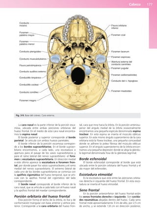 Cabeza 177
La cara nasal es la parte inferior de la porción esca-
mosa, ubicada entre ambas porciones orbitarias del
hueso frontal. En el medio de esta cara nasal encontra-
mos la espina nasal.
El borde posterior y superior corresponde al borde
parietal. Se articula con ambos huesos parietales.
El borde inferior de la porción escamosa correspon-
de a los bordes supraorbitarios. En el borde supraor-
bitario encontramos, a cada lado, una escotadura o
apertura para el pasaje de los vasos supraorbitarios y
para el ramo lateral del nervio supraorbitario: el fora-
men o escotadura supraorbitaria. En dirección medial
a este último aparece la escotadura o foramen fron-
tal, por donde pasan los vasos supratrocleares y el ramo
medial del nervio supraorbitario. El extremo lateral de
cada uno de los bordes supraorbitarios se continúa con
la apófisis cigomática del hueso temporal, que se arti-
cula con la apófisis frontal del cigomático del lado
correspondiente.
El borde nasal corresponde al borde inferior de la
cara nasal, que se articula a cada lado con el hueso nasal
y la apófisis frontal del maxilar correspondiente.
Porción orbitaria del hueso frontal
Esta porción forma el techo de la órbita, es lisa y de
conformación triangular con base anterior y vértice pos-
terior. Corresponde a la cara orbitaria del hueso fron-
tal, cara que mira hacia la órbita. En la porción anterosu-
perior del ángulo medial de la órbita ocasionalmente
encontramos una pequeña espícula denominada espina
troclear. En esta espina se inserta el músculo oblicuo
superior. En este mismo ángulo superointerno de la cara
orbitaria está la fóvea troclear, una pequeña concavidad
donde se adhiere la polea fibrosa del músculo oblicuo
superior. En el ángulo superoexterno de la órbita encon-
tramos una pequeña depresión donde se aloja la glándu-
la lagrimal denominada fosa de la glándula lagrimal.
Borde esfenoidal
El borde esfenoidal corresponde al borde que está
ubicado entre la porción orbitaria del hueso frontal y el
ala mayor del esfenoides.
Escotadura etmoidal
Es la escotadura que está entre las porciones orbita-
rias derecha e izquierda del hueso frontal. En esta esco-
tadura se inserta el hueso etmoidal.
Seno frontal
En la porción anteroinferior del hueso frontal están
los senos frontales derecho e izquierdo. Son cavida-
des neumáticas alojadas dentro del hueso. Cada seno
frontal mide aproximadamente 3 cm de alto, por 2,5 cm
de ancho, y se extiende 1,8 cm en dirección posterior,
Conducto
incisivo
Foramen
palatino mayor
Foramen
palatino menor
Conducto pterigoideo
Conducto musculotubárico
Fisura petrotimpánica
Conducto auditivo externo
Conductillo timpánico
Conductillo coclear
Conducto condíleo
Foramen magno
Foramen mastoideo
Conducto del n. hipogloso
Foramen estilomastoideo
Foramen yugular
Abertura externa del
conducto carotídeo
Foramen espinoso
Foramen lacerum
Foramen oval
Fisura orbitaria
inferior
Fig. 3-9. Base del cráneo. Cara externa.
b027-03.qxd 7/12/11 2:36 PM Page 177
ERRNVPHGLFRVRUJ
 