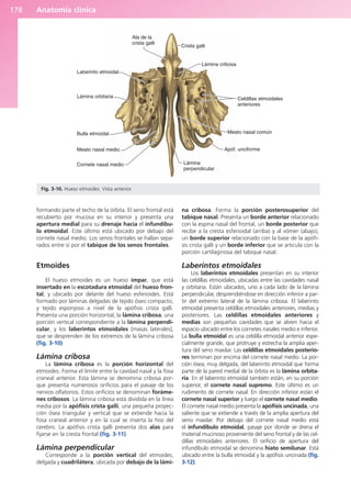 Anatomía clínica
178
formando parte el techo de la órbita. El seno frontal está
recubierto por mucosa en su interior y presenta una
apertura medial para su drenaje hacia el infundíbu-
lo etmoidal. Este último está ubicado por debajo del
cornete nasal medio. Los senos frontales se hallan sepa-
rados entre sí por el tabique de los senos frontales.
Etmoides
El hueso etmoides es un hueso impar, que está
insertado en la escotadura etmoidal del hueso fron-
tal, y ubicado por delante del hueso esfenoides. Está
formado por láminas delgadas de tejido óseo compacto,
y tejido esponjoso a nivel de la apófisis crista galli.
Presenta una porción horizontal, la lámina cribosa, una
porción vertical correspondiente a la lámina perpendi-
cular, y los laberintos etmoidales [masas laterales],
que se desprenden de los extremos de la lámina cribosa
(fig. 3-10).
Lámina cribosa
La lámina cribosa es la porción horizontal del
etmoides. Forma el límite entre la cavidad nasal y la fosa
craneal anterior. Esta lámina se denomina cribosa por-
que presenta numerosos orificios para el pasaje de los
nervios olfatorios. Estos orificios se denominan foráme-
nes cribosos. La lámina cribosa está dividida en la línea
media por la apófisis crista galli, una pequeña proyec-
ción ósea triangular y vertical que se extiende hacia la
fosa craneal anterior y en la cual se inserta la hoz del
cerebro. La apófisis crista galli presenta dos alas para
fijarse en la cresta frontal (fig. 3-11).
Lámina perpendicular
Corresponde a la porción vertical del etmoides,
delgada y cuadrilátera, ubicada por debajo de la lámi-
na cribosa. Forma la porción posterosuperior del
tabique nasal. Presenta un borde anterior relacionado
con la espina nasal del frontal, un borde posterior que
recibe a la cresta esfenoidal (arriba) y al vómer (abajo),
un borde superior relacionado con la base de la apófi-
sis crista galli y un borde inferior que se articula con la
porción cartilaginosa del tabique nasal.
Laberintos etmoidales
Los laberintos etmoidales presentan en su interior
las celdillas etmoidales, ubicadas entre las cavidades nasal
y orbitaria. Están ubicados, uno a cada lado de la lámina
perpendicular, desprendiéndose en dirección inferior a par-
tir del extremo lateral de la lámina cribosa. El laberinto
etmoidal presenta celdillas etmoidales anteriores, medias y
posteriores. Las celdillas etmoidales anteriores y
medias son pequeñas cavidades que se abren hacia el
espacio ubicado entre los cornetes nasales medio e inferior.
La bulla etmoidal es una celdilla etmoidal anterior espe-
cialmente grande, que protruye y estrecha la amplia aper-
tura del seno maxilar. Las celdillas etmoidales posterio-
res terminan por encima del cornete nasal medio. La por-
ción ósea, muy delgada, del laberinto etmoidal que forma
parte de la pared medial de la órbita es la lámina orbita-
ria. En el laberinto etmoidal también están, en su porción
superior, el cornete nasal supremo. Este último es un
rudimento de cornete nasal. En dirección inferior están el
cornete nasal superior y luego el cornete nasal medio.
El cornete nasal medio presenta la apófisis uncinada, una
saliente que se extiende a través de la amplia apertura del
seno maxilar. Por debajo del cornete nasal medio está
el infundíbulo etmoidal, pasaje por donde se drena el
material mucinoso proveniente del seno frontal y de las cel-
dillas etmoidales anteriores. El orificio de apertura del
infundíbulo etmoidal se denomina hiato semilunar. Está
ubicado entre la bulla etmoidal y la apófisis uncinada (fig.
3-12).
Ala de la
crista galli
Laberinto etmoidal
Lámina orbitaria
Bulla etmoidal
Meato nasal medio
Cornete nasal medio Lámina
perpendicular
Apóf. unciforme
Meato nasal común
Celdillas etmoidales
anteriores
Lámina cribosa
Crista galli
Fig. 3-10. Hueso etmoides. Vista anterior.
b027-03.qxd 7/12/11 2:36 PM Page 178
ERRNVPHGLFRVRUJ
 