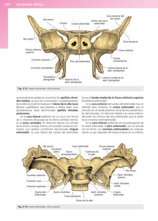 Anatomía clínica
180
ocasionalmente podemos encontrar las apófisis clinoi-
des medias, ya que son inconstantes. La pared posterior
de la silla turca está formada por el dorso de la silla turca
[lámina cuadrilátera], que presenta a ambos lados unas
protuberancias óseas denominadas apófisis clinoides
posteriores.
En la cara lateral podemos ver un surco con forma
de S, impronta del pasaje de la arteria carótida interna:
es el surco carotídeo. En dirección lateral a la entrada
de la arteria carótida interna a la cavidad craneal encon-
tramos una apófisis puntiforme denominada língula
esfenoidal. La cara lateral del cuerpo del esfenoides
forma el borde medial de la fisura orbitaria superior
[hendidura esfenoidal].
En la cara anterior del cuerpo del esfenoides hay un
reborde óseo mediano, la cresta esfenoidal, que se
articula con el borde posterior de la lámina perpendicu-
lar del etmoides. En dirección lateral a la cresta esfenoi-
dal están los orificios del seno esfenoidal, que se abren
hacia el receso esfenoetmoidal.
En la cara inferior podemos ver la prolongación de
la cresta esfenoidal: el pico esfenoidal, que se articula
con el vómer. Los cornetes esfenoidales son original-
mente un par separado de huesos huecos en su interior,
Ala mayor
Ala menor
Fisura orbitaria
superior
Foramen redondo
Conducto pterigoideo
Escotadura
pterigoidea Gancho de la
apóf. pterigoides
Pico del esfenoides
Lámina medial de la
apóf. pterigoides
Lámina lateral de la
apóf. pterigoides
Cresta
infratemporal
Cara orbitaria
Cara temporal
Cara cerebral del
ala mayor
Orificio del seno
esfenoidal
Cresta esfenoidal
Cuerpo
Fig. 3-13. Hueso esfenoides. Vista anterior.
Foramen redondo
Foramen oval
Foramen espinoso
Espina del
esfenoides
Surco carotídeo
Fosa hipofisaria
Dorso de la silla
Apóf. clinoides
posterior
Língula
esfenoidal
Apóf. clinoides
media
Apóf. clinoides
anterior
Ala mayor
Fisura orbitaria
superior
Tubérculo de
la silla
Yugo esfenoidal
Surco
prequiasmático
Conducto
óptico
Ala menor
Fig. 3-14. Hueso esfenoides. Vista superior.
b027-03.qxd 7/12/11 2:36 PM Page 180
ERRNVPHGLFRVRUJ
 