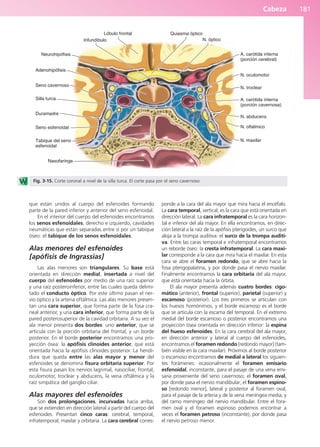 Cabeza 181
que están unidos al cuerpo del esfenoides formando
parte de la pared inferior y anterior del seno esfenoidal.
En el interior del cuerpo del esfenoides encontramos
los senos esfenoidales, derecho e izquierdo, cavidades
neumáticas que están separadas entre sí por un tabique
óseo: el tabique de los senos esfenoidales.
Alas menores del esfenoides
[apófisis de Ingrassias]
Las alas menores son triangulares. Su base está
orientada en dirección medial, insertada a nivel del
cuerpo del esfenoides por medio de una raíz superior
y una raíz posteroinferior, entre las cuales queda delimi-
tado el conducto óptico. Por este último pasan el ner-
vio óptico y la arteria oftálmica. Las alas menores presen-
tan una cara superior, que forma parte de la fosa cra-
neal anterior, y una cara inferior, que forma parte de la
pared posterosuperior de la cavidad orbitaria. A su vez el
ala menor presenta dos bordes: uno anterior, que se
articula con la porción orbitaria del frontal, y un borde
posterior. En el borde posterior encontramos una pro-
yección ósea: la apófisis clinoides anterior, que está
orientada hacia la apófisis clinoides posterior. La hendi-
dura que queda entre las alas mayor y menor del
esfenoides se denomina fisura orbitaria superior. Por
esta fisura pasan los nervios lagrimal, nasociliar, frontal,
oculomotor, troclear y abducens, la vena oftálmica y la
raíz simpática del ganglio ciliar.
Alas mayores del esfenoides
Son dos prolongaciones, incurvadas hacia arriba,
que se extienden en dirección lateral a partir del cuerpo del
esfenoides. Presentan cinco caras: cerebral, temporal,
infratemporal, maxilar y orbitaria. La cara cerebral corres-
ponde a la cara del ala mayor que mira hacia el encéfalo.
La cara temporal, vertical, es la cara que está orientada en
dirección lateral. La cara infratemporal es la cara horizon-
tal e inferior del ala mayor. En ella encontramos, en direc-
ción lateral a la raíz de la apófisis pterigoides, un surco que
aloja a la trompa auditiva: el surco de la trompa auditi-
va. Entre las caras temporal e infratemporal encontramos
un reborde óseo: la cresta infratemporal. La cara maxi-
lar corresponde a la cara que mira hacia el maxilar. En esta
cara se abre el foramen redondo, que se abre hacia la
fosa pterigopalatina, y por donde pasa el nervio maxilar.
Finalmente encontramos la cara orbitaria del ala mayor,
que está orientada hacia la órbita.
El ala mayor presenta además cuatro bordes: cigo-
mático (anterior), frontal (superior), parietal (superior) y
escamoso (posterior). Los tres primeros se articulan con
los huesos homónimos, y el borde escamoso es el borde
que se articula con la escama del temporal. En el extremo
medial del borde escamoso o posterior encontramos una
proyección ósea orientada en dirección inferior: la espina
del hueso esfenoides. En la cara cerebral del ala mayor,
en dirección anterior y lateral al cuerpo del esfenoides,
encontramos el foramen redondo [redondo mayor] (tam-
bién visible en la cara maxilar). Próximos al borde posterior
o escamoso encontramos de medial a lateral los siguien-
tes forámenes: ocasionalmente el foramen emisario
esfenoidal, inconstante, para el pasaje de una vena emi-
saria proveniente del seno cavernoso; el foramen oval,
por donde pasa el nervio mandibular; el foramen espino-
so [redondo menor], lateral y posterior al foramen oval,
para el pasaje de la arteria y de la vena meníngea media, y
del ramo meníngeo del nervio mandibular. Entre el fora-
men oval y el foramen espinoso podemos encontrar a
veces el foramen petroso (inconstante), por donde pasa
el nervio petroso menor.
Lóbulo frontal
Infundíbulo
Neurohipófisis
Adenohipófisis
Seno cavernoso
Silla turca
Duramadre
Seno esfenoidal
Tabique del seno
esfenoidal
Nasofaringe
N. maxilar
N. oftálmico
N. abducens
A. carótida interna
(porción cavernosa)
N. troclear
N. oculomotor
A. carótida interna
(porción cerebral)
N. óptico
Quiasma óptico
Fig. 3-15. Corte coronal a nivel de la silla turca. El corte pasa por el seno cavernoso.
b027-03.qxd 7/12/11 2:36 PM Page 181
ERRNVPHGLFRVRUJ
 