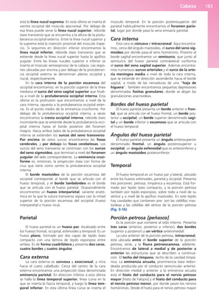 Cabeza 183
está la línea nucal suprema. En esta última se inserta el
vientre occipital del músculo epicraneal. Por debajo de
esa línea puede verse la línea nucal superior, reborde
óseo transverso que se encuentra a la altura de la protu-
berancia occipital externa. Entre la línea nucal superior y
la suprema está la inserción proximal del músculo trape-
cio. Si seguimos en dirección inferior encontramos la
línea nucal inferior, reborde óseo transverso que se
extiende desde la línea nucal superior hasta la apófisis
yugular. Entre las líneas nucales superior e inferior se
inserta el músculo semiespinoso de la cabeza. Las regio-
nes ubicadas por encima y por debajo de la protuberan-
cia occipital externa se denominan planos occipital y
nucal, respectivamente.
En la cara interna de la porción escamosa del
occipital encontramos: en la porción superior de la línea
mediana el surco del seno sagital superior que finali-
za a nivel de la protuberancia occipital interna. Esta
última es la protrusión que encontramos a nivel de la
cara interna, opuesta a la protuberancia occipital exter-
na. Es el punto medio de la eminencia cruciforme. Por
debajo de la protuberancia occipital interna, a veces
encontramos la cresta occipital interna, reborde óseo
inconstante que se extiende desde la protuberancia occi-
pital interna hasta el borde posterior del foramen
magno. Hacia ambos lados de la protuberancia occipital
interna se extienden los surcos del seno transverso.
Por encima de estos surcos encontramos las fosas
cerebrales, y por debajo las fosas cerebelosas. Los
surcos del seno transverso se continúan con los surcos
del seno sigmoideo, que terminan a nivel del foramen
yugular del lado correspondiente. La eminencia cruci-
forme es, entonces, la proyección ósea con forma de
cruz que tiene como centro la protuberancia occipital
interna.
El borde mastoideo de la porción escamosa del
occipital corresponde al borde que se articula con el
hueso temporal, y el borde lambdoideo es el borde
que se articula con el hueso parietal. Ocasionalmente
encontramos un hueso interparietal, variante anató-
mica en la que la sutura transversa separa casi la mitad
superior de la porción escamosa del occipital (hueso
interparietal o hueso inca).
Parietal
El hueso parietal es un hueso par, localizado entre
los huesos frontal, occipital, esfenoides y temporal. Es un
hueso plano, formado por dos capas de tejido óseo
compacto con una lámina de tejido esponjoso entre
ambas. Es de forma cuadrilátera y presenta dos caras,
cuatro bordes y cuatro ángulos.
Cara externa
La cara externa es convexa y exocraneal, y mira
hacia el cuero cabelludo. Cerca del centro de la cara
externa encontramos una proyección ósea denominada
eminencia parietal. En dirección inferior a esta última
se halla la línea temporal superior, línea curva en la
que se inserta la fascia temporal, y luego la línea tem-
poral inferior. En esta última línea curva se inserta el
músculo temporal. En la porción posterosuperior del
parietal habitualmente encontramos el foramen parie-
tal, lugar por donde pasa la vena emisaria parietal.
Cara interna
Esta cara es cóncava e intracraneal. Aquí encontra-
mos, cerca del ángulo mastoideo, el surco del seno sig-
moideo por donde pasa el seno homónimo. Próximo al
borde sagital encontramos un semisurco, que junto al
semisurco del hueso parietal contralateral conforma
el surco del seno sagital superior. Además encontra-
mos numerosos surcos arteriales y el surco de la arte-
ria meníngea media a nivel de toda la cara interna,
que se extiende en dirección ascendente hacia el borde
sagital, a modo de las nervaduras de una “hoja de
higuera”. También encontramos pequeñas depresiones
denominadas fositas granulares, donde se alojan las
granulaciones aracnoideas.
Bordes del hueso parietal
El hueso parietal presenta un borde anterior o fron-
tal, que se articula con el hueso frontal, un borde pos-
terior u occipital, un borde superior denominado sagi-
tal y un borde inferior o escamoso que se articula con
el hueso temporal.
Ángulos del hueso parietal
El hueso parietal presenta un ángulo anterosuperior
denominado frontal, un ángulo posterosuperior u
occipital, un ángulo esfenoidal que es anteroinferior y
un ángulo mastoideo posteroinferior.
Temporal
El hueso temporal es un hueso par y lateral, ubicado
entre los huesos esfenoides, parietal y occipital. Presenta
tres porciones: petrosa, timpánica y escamosa. Está for-
mado por tejido óseo compacto, y la porción petrosa
también por tejido esponjoso, sobre todo a nivel de su
vértice y a nivel de la apófisis mastoides. En este tejido
hay cavidades que contienen aire: son las celdillas mas-
toideas y las celdillas del vértice de la porción petrosa
(fig. 3-16).
Porción petrosa [peñasco]
Es la porción que contiene al oído interno. Presenta
tres caras (anterior, posterior e inferior), dos bordes
(superior y posterior) y un vértice anteromedial.
La cara anterior de la porción petrosa, intracraneal,
está ubicada entre el borde superior de la porción
petrosa, atrás, y la fisura petroescamosa, adelante.
Encontramos de lateral a medial y de posterior a
anterior las estructuras que se describen a continua-
ción. El techo del tímpano, techo de la cavidad timpá-
nica. La eminencia arcuata, prominencia ósea redon-
deada producida por el conducto semicircular anterior.
En dirección medial y anterior a la eminencia arcuata
está el hiato del conducto para el nervio petroso
mayor [hiato de Falopio] y el hiato del conducto para
el nervio petroso menor, por donde pasan los nervios
homónimos. Desde el hiato para el nervio petroso mayor
b027-03.qxd 7/12/11 2:36 PM Page 183
ERRNVPHGLFRVRUJ
 