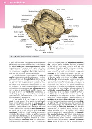 Anatomía clínica
184
y desde el hiato para el nervio petroso menor, se extien-
den en dirección anteromedial hasta el foramen lacerum
los surcos para los nervios petrosos mayor y menor,
respectivamente. Finalmente, en la región más interna
de la cara anterior de la porción petrosa, cerca del vérti-
ce, encontramos la impresión trigeminal: una depre-
sión que aloja al ganglio del nervio trigémino.
La cara posterior de la porción petrosa es intracra-
neal y está ubicada entre los bordes superior y posterior
de la porción petrosa. De medial a lateral encontramos
las estructuras que se describen a continuación: el orifi-
cio del conducto auditivo interno, por donde pasan
los nervios facial, intermedio y vestibulococlear, y la arte-
ria laberíntica. En dirección posterosuperior al orificio
auditivo interno puede verse la fosa subarcuata, depre-
sión en la que se aloja el flóculo fetal. En dirección late-
ral está el orificio del conductillo vestibular, un
conducto pequeño que se extiende desde el espacio
endolinfático del oído interno hasta la cara posterior de
la porción petrosa del temporal.
La cara inferior de la porción petrosa se extiende
desde el borde posterior de la porción petrosa hasta la
fisura petrotimpánica. Esta cara es extracraneal. En
dirección lateral encontramos la apófisis mastoides,
proyección ósea que está ubicada por detrás del orificio
auditivo externo y que contiene las celdillas mastoideas.
Por detrás de la apófisis mastoides está el foramen
mastoideo, orificio por donde pasa la vena emisaria
mastoidea. En dirección medial a la apófisis mastoides
está la incisura mastoidea, sitio de inserción del vientre
posterior del músculo digástrico. Por detrás de la incisu-
ra mastoidea se ve el surco occipital, por donde pasa la
arteria occipital. Continuando en dirección medial a la
incisura mastoidea aparece el foramen estilomastoi-
deo y luego la apófisis estiloides. El primero correspon-
de a la apertura externa del conducto facial, que está
ubicado por detrás de la apófisis estiloides, entre la apó-
fisis mastoides y la fosa yugular. Por este foramen pasan
el nervio facial y los vasos estilomastoideos. La apófisis
estiloides es una saliente ósea alargada, que está ubi-
cada por delante y medial al foramen estilomastoideo.
En dirección medial a este último está la fosa yugular,
dilatación del foramen yugular que contiene el bulbo
superior de la vena yugular. La apófisis yugular divide
al foramen yugular en una porción posterolateral para el
pasaje de la vena yugular, y una porción anteromedial
para el pasaje de los nervios glosofaríngeo, vago y acce-
sorio. En dirección anteromedial a la fosa yugular está el
orificio del conductillo coclear. El conductillo coclear
es el conducto óseo que aloja al acueducto coclear. A
nivel de la fosa yugular también comienza el conducti-
llo mastoideo, por donde pasa el ramo auricular del
nervio vago. En dirección medial a la fosa yugular está el
orificio externo del conducto carotídeo. Entre ambos
encontramos una pequeña depresión denominada fosi-
ta petrosa. Allí está alojado el ganglio timpánico del
nervio glosofaríngeo. En esta fosita petrosa también
encontramos el conductillo timpánico, un pequeño
conducto para el pasaje del nervio timpánico y de la
arteria timpánica inferior. Al comienzo del conducto
carotídeo encontramos unos conductillos, los conducti-
llos caroticotimpánicos, por donde pasan pequeñas
ramas de la arteria carótida interna y ramos del plexo
carotídeo hacia la cavidad timpánica. En dirección ante-
rior al conducto carotídeo está el conducto musculotu-
bárico, un par de conductos que se extienden hasta la
Borde parietal
Porción escamosa
Eminencia
arqueada
Porción petrosa,
cara posterior
Borde occipital
Surco del
seno sigmoideo
Foramen
mastoideo
Orificio del
acueducto
vestibular
Fosa subarcuata
Apóf. intrayugular
Apóf. estiloides
Conducto auditivo interno
Vértice de la
porción petrosa
Surco del seno
petroso superior
Apóf. cigomática
Borde
esfenoidal
Surco arterial
Fig. 3-16. Hueso temporal izquierdo. Vista medial.
b027-03.qxd 7/12/11 2:36 PM Page 184
ERRNVPHGLFRVRUJ
 