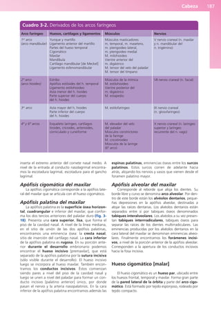Cabeza 187
inserta el extremo anterior del cornete nasal medio. A
nivel de la entrada al conducto nasolagrimal encontra-
mos la escotadura lagrimal, escotadura para el gancho
lagrimal.
Apófisis cigomática del maxilar
La apófisis cigomática corresponde a la apófisis late-
ral del maxilar que se articula con el hueso cigomático.
Apófisis palatina del maxilar
La apófisis palatina es la superficie ósea horizon-
tal, cuadrangular e inferior del maxilar, que confor-
ma los dos tercios anteriores del paladar duro (fig. 3-
18). Presenta una cara superior, lisa, que forma el
piso de la cavidad nasal. A nivel de la línea mediana,
en el sitio de unión de las dos apófisis palatinas,
encontramos una eminencia ósea: la cresta nasal,
sitio de inserción del cartílago nasal. La cara inferior
de la apófisis palatina es rugosa. En su porción ante-
rior durante el desarrollo embrionario podemos
encontrar el hueso incisivo [premaxilar], que está
separado de la apófisis palatina por la sutura incisiva
(sólo visible durante el desarrollo). El hueso incisivo
luego se incorpora al hueso maxilar. También encon-
tramos los conductos incisivos. Éstos comienzan
siendo pares a nivel del piso de la cavidad nasal y
luego se unen a nivel del paladar para formar un con-
ducto incisivo [palatino anterior] único, por donde
pasan el nervio y la arteria nasopalatinos. En la cara
inferior de la apófisis palatina encontramos además las
espinas palatinas, eminencias óseas entre los surcos
palatinos. Estos surcos corren de adelante hacia
atrás, alojando los nervios y vasos que vienen desde el
foramen palatino mayor.
Apófisis alveolar del maxilar
Corresponde al reborde que aloja los dientes. Su
borde libre y curvo se denomina arco alveolar. Por den-
tro de este borde están los alvéolos dentarios, peque-
ñas depresiones en la apófisis alveolar, destinadas a
alojar las raíces dentarias. Los alvéolos dentarios están
separados entre sí por tabiques óseos denominados
tabiques interalveolares. Los alvéolos a su vez presen-
tan tabiques interrradiculares, tabiques óseos para
separar las raíces de los dientes multirradiculares. Las
eminencias producidas por los alvéolos dentarios en la
cara lateral del maxilar se denominan eminencias alveo-
lares. Finalmente encontramos los forámenes incisi-
vos, a nivel de la porción anterior de la apófisis alveolar.
Corresponden a la apertura de los conductos incisivos
hacia la fosa incisiva.
Hueso cigomático [malar]
El hueso cigomático es un hueso par, ubicado entre
los huesos frontal, temporal y maxilar. Forma gran parte
de la pared lateral de la órbita y parte del arco cigo-
mático. Está formado por tejido esponjoso, rodeado por
tejido compacto.
Cuadro 3-2. Derivados de los arcos faríngeos
Arco faríngeo
1er
arco
(arco mandibular)
2º arco
(arco hioideo)
3er
arco
4º y 6º arcos
Huesos, cartílagos y ligamentos
Yunque y martillo
Ligamento anterior del martillo
Partes del hueso temporal
Cigomático
Maxilar
Mandíbula
Cartílago mandibular [de Meckel]
Ligamento esfenomandibular
Estribo
Apófisis estiloides del h. temporal
Ligamento estilohioideo
Asta menor del h. hioides
Parte superior del cuerpo
del h. hioides
Asta mayor del h. hioides
Parte inferior del cuerpo
del h. hioides
Esqueleto laríngeo, cartílagos
tiroides, cricoides, aritenoides,
corniculado y cuneiforme
Músculos
Músculos masticadores:
m. temporal, m. masetero,
m. pterigoideo lateral,
m. pterigoideo medial
M. milohioideo
Vientre anterior del
m. digástrico
M. tensor del velo del paladar
M. tensor del tímpano
Músculos de la mímica
M. estilohioideo
Vientre posterior del
m. digástrico
M. estapedio
M. estilofaríngeo
M. elevador del velo
del paladar
Músculos constrictores
de la faringe
M. cricotiroideo
Músculos de la laringe
(6º arco)
Nervios
V nervio craneal (n. maxilar
y n. mandibular del
n. trigémino)
VII nervio craneal (n. facial)
IX nervio craneal
(n. glosofaríngeo)
X nervio craneal (n. laríngeo
superior y laríngeo
recurrente del n. vago)
b027-03.qxd 7/12/11 2:36 PM Page 187
ERRNVPHGLFRVRUJ
 