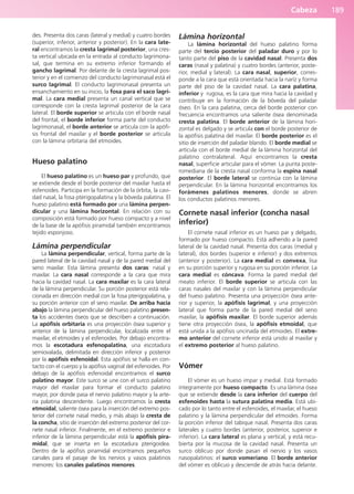 Cabeza 189
des. Presenta dos caras (lateral y medial) y cuatro bordes
(superior, inferior, anterior y posterior). En la cara late-
ral encontramos la cresta lagrimal posterior, una cres-
ta vertical ubicada en la entrada al conducto lagrimona-
sal, que termina en su extremo inferior formando el
gancho lagrimal. Por delante de la cresta lagrimal pos-
terior y en el comienzo del conducto lagrimonasal está el
surco lagrimal. El conducto lagrimonasal presenta un
ensanchamiento en su inicio, la fosa para el saco lagri-
mal. La cara medial presenta un canal vertical que se
corresponde con la cresta lagrimal posterior de la cara
lateral. El borde superior se articula con el borde nasal
del frontal, el borde inferior forma parte del conducto
lagrimonasal, el borde anterior se articula con la apófi-
sis frontal del maxilar y el borde posterior se articula
con la lámina orbitaria del etmoides.
Hueso palatino
El hueso palatino es un hueso par y profundo, que
se extiende desde el borde posterior del maxilar hasta el
esfenoides. Participa en la formación de la órbita, la cavi-
dad nasal, la fosa pterigopalatina y la bóveda palatina. El
hueso palatino está formado por una lámina perpen-
dicular y una lámina horizontal. En relación con su
composición está formado por hueso compacto y a nivel
de la base de la apófisis piramidal también encontramos
tejido esponjoso.
Lámina perpendicular
La lámina perpendicular, vertical, forma parte de la
pared lateral de la cavidad nasal y de la pared medial del
seno maxilar. Esta lámina presenta dos caras: nasal y
maxilar. La cara nasal corresponde a la cara que mira
hacia la cavidad nasal. La cara maxilar es la cara lateral
de la lámina perpendicular. Su porción posterior está rela-
cionada en dirección medial con la fosa pterigopalatina, y
su porción anterior con el seno maxilar. De arriba hacia
abajo la lámina perpendicular del hueso palatino presen-
ta los accidentes óseos que se describen a continuación.
La apófisis orbitaria es una proyección ósea superior y
anterior de la lámina perpendicular, localizada entre el
maxilar, el etmoides y el esfenoides. Por debajo encontra-
mos la escotadura esfenopalatina, una escotadura
semiovalada, delimitada en dirección inferior y posterior
por la apófisis esfenoidal. Esta apófisis se halla en con-
tacto con el cuerpo y la apófisis vaginal del esfenoides. Por
debajo de la apófisis esfenoidal encontramos el surco
palatino mayor. Este surco se une con el surco palatino
mayor del maxilar para formar el conducto palatino
mayor, por donde pasa el nervio palatino mayor y la arte-
ria palatina descendente. Luego encontramos la cresta
etmoidal, saliente ósea para la inserción del extremo pos-
terior del cornete nasal medio, y más abajo la cresta de
la concha, sitio de inserción del extremo posterior del cor-
nete nasal inferior. Finalmente, en el extremo posterior e
inferior de la lámina perpendicular está la apófisis pira-
midal, que se inserta en la escotadura pterigoidea.
Dentro de la apófisis piramidal encontramos pequeños
canales para el pasaje de los nervios y vasos palatinos
menores: los canales palatinos menores.
Lámina horizontal
La lámina horizontal del hueso palatino forma
parte del tercio posterior del paladar duro y por lo
tanto parte del piso de la cavidad nasal. Presenta dos
caras (nasal y palatina) y cuatro bordes (anterior, poste-
rior, medial y lateral). La cara nasal, superior, corres-
ponde a la cara que está orientada hacia la naríz y forma
parte del piso de la cavidad nasal. La cara palatina,
inferior y rugosa, es la cara que mira hacia la cavidad y
contribuye en la formación de la bóveda del paladar
óseo. En la cara palatina, cerca del borde posterior con
frecuencia encontramos una saliente ósea denominada
cresta palatina. El borde anterior de la lámina hori-
zontal es delgado y se articula con el borde posterior de
la apófisis palatina del maxilar. El borde posterior es el
sitio de inserción del paladar blando. El borde medial se
articula con el borde medial de la lámina horizontal del
palatino contralateral. Aquí encontramos la cresta
nasal, superficie articular para el vómer. La punta poste-
romediana de la cresta nasal conforma la espina nasal
posterior. El borde lateral se continúa con la lámina
perpendicular. En la lámina horizontal encontramos los
forámenes palatinos menores, donde se abren
los conductos palatinos menores.
Cornete nasal inferior (concha nasal
inferior)
El cornete nasal inferior es un hueso par y delgado,
formado por hueso compacto. Está adherido a la pared
lateral de la cavidad nasal. Presenta dos caras (medial y
lateral), dos bordes (superior e inferior) y dos extremos
(anterior y posterior). La cara medial es convexa, lisa
en su porción superior y rugosa en su porción inferior. La
cara medial es cóncava. Forma la pared medial del
meato inferior. El borde superior se articula con las
caras nasales del maxilar y con la lámina perpendicular
del hueso palatino. Presenta una proyección ósea ante-
rior y superior, la apófisis lagrimal, y una proyección
lateral que forma parte de la pared medial del seno
maxilar, la apófisis maxilar. El borde superior además
tiene otra proyección ósea, la apófisis etmoidal, que
está unida a la apófisis uncinada del etmoides. El extre-
mo anterior del cornete inferior está unido al maxilar y
el extremo posterior al hueso palatino.
Vómer
El vómer es un hueso impar y medial. Está formado
íntegramente por hueso compacto. Es una lámina ósea
que se extiende desde la cara inferior del cuerpo del
esfenoides hasta la sutura palatina media. Está ubi-
cado por lo tanto entre el esfenoides, el maxilar, el hueso
palatino y la lámina perpendicular del etmoides. Forma
la porción inferior del tabique nasal. Presenta dos caras
laterales y cuatro bordes (anterior, posterior, superior e
inferior). La cara lateral es plana y vertical, y está recu-
bierta por la mucosa de la cavidad nasal. Presenta un
surco oblicuo por donde pasan el nervio y los vasos
nasopalatinos: el surco vomeriano. El borde anterior
del vómer es oblicuo y desciende de atrás hacia delante.
b027-03.qxd 7/12/11 2:36 PM Page 189
ERRNVPHGLFRVRUJ
 