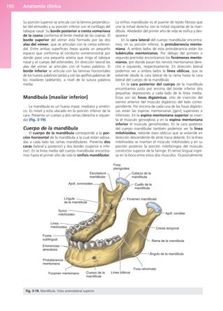 Anatomía clínica
190
Su porción superior se articula con la lámina perpendicu-
lar del etmoides y su porción inferior con el cartílago del
tabique nasal. Su borde posterior o cresta vomeriana
de la coana conforma el límite medial de las coanas. El
borde superior del vómer está formado por las dos
alas del vómer, que se articulan con la cresta esfenoi-
dal. Entre ambas superficies óseas queda un pequeño
espacio que conforma el conducto vomerorrostral por
donde pasa una pequeña arteria que irriga el tabique
nasal y el cuerpo del esfenoides. En dirección lateral las
alas del vómer se articulan con el hueso palatino. El
borde inferior se articula con las láminas horizontales
de los huesos palatinos (atrás) y con las apófisis palatinas de
los maxilares (adelante), a nivel de la sutura palatina
media.
Mandíbula [maxilar inferior]
La mandíbula es un hueso impar, mediano y simétri-
co. Es móvil y está ubicado en la porción inferior de la
cara. Presenta un cuerpo y dos ramas (derecha e izquier-
da) (fig. 3-19).
Cuerpo de la mandíbula
El cuerpo de la mandíbula corresponde a la por-
ción horizontal de la mandíbula a la cual están adosa-
das a cada lado las ramas mandibulares. Presenta dos
caras (lateral y posterior) y dos bordes (superior e infe-
rior). En la línea media del cuerpo mandibular encontra-
mos hasta el primer año de vida la sínfisis mandibular.
La sínfisis mandibular es el puente de tejido fibroso que
une la mitad derecha con la mitad izquierda de la man-
díbula. Alrededor del primer año de vida se osifica y des-
aparece.
En la cara lateral del cuerpo mandibular encontra-
mos, en su porción inferior, la protuberancia mento-
niana. A ambos lados de esta protuberancia están los
tubérculos mentonianos. Por debajo del primero o
segundo premolar encontramos los forámenes mento-
nianos, por donde pasan los nervios mentonianos dere-
cho e izquierdo, respectivamente. En dirección lateral
podemos ver a ambos lados la línea oblicua, que se
extiende desde la cara lateral de la rama hasta la cara
lateral del cuerpo de la mandíbula.
En la cara posterior del cuerpo de la mandíbula
encontramos justo por encima del borde inferior dos
pequeñas depresiones a cada lado de la línea media.
Éstas son las fosas digástricas, sitio de inserción del
vientre anterior del músculo digástrico del lado corres-
pondiente. Por encima de cada una de las fosas digástri-
cas están las espinas mentonianas [geni] superiores e
inferiores. En la espina mentoniana superior se inser-
ta el músculo geniogloso y en la espina mentoniana
inferior el músculo geniohioideo. En la cara posterior
del cuerpo mandibular también podemos ver la línea
milohioidea, reborde óseo oblicuo que se extiende en
dirección descendente de atrás hacia delante. En la línea
milohioidea se insertan el músculo milohioideo y en su
porción posterior la porción milofaríngea del músculo
constrictor superior de la faringe. El nervio lingual ingre-
sa en la boca entre estos dos músculos. Ocasionalmente
Escotadura
mandibular
Apóf. coronoides
Língula
de la mandíbula
Surco
milohioideo
Línea
milohioidea
Fosita
sublingual
Eminencias
alveolares
Protuberancia
mentoniana
Foramen mentoniano Cuerpo de la
mandíbula
Línea oblicua
Fosa retromolar
Ángulo de la mandíbula
Rama de la mandíbula
Cresta temporal
Apóf. condilar
Foramen mandibular
Cuello de la
mandíbula
Cabeza de la
mandíbula
Fosa
pterigoidea
Fig. 3-19. Mandíbula. Vista anterolateral superior.
b027-03.qxd 7/12/11 2:36 PM Page 190
ERRNVPHGLFRVRUJ
 