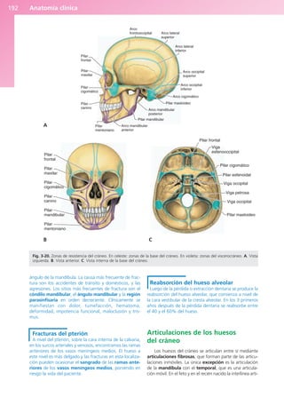Anatomía clínica
192
ángulo de la mandíbula. La causa más frecuente de frac-
tura son los accidentes de tránsito y domésticos, y las
agresiones. Los sitios más frecuentes de fractura son el
cóndilo mandibular, el ángulo mandibular y la región
parasinfisaria en orden decreciente. Clínicamente se
manifiestan con dolor, tumefacción, hematoma,
deformidad, impotencia funcional, maloclusión y tris-
mus.
Fracturas del pterión
A nivel del pterión, sobre la cara interna de la calvaria,
en los surcos arteriales y venosos, encontramos las ramas
anteriores de los vasos meníngeos medios. El hueso a
este nivel es más delgado y las fracturas en esta localiza-
ción pueden ocasionar el sangrado de las ramas ante-
riores de los vasos meníngeos medios, poniendo en
riesgo la vida del paciente.
Reabsorción del hueso alveolar
Luego de la pérdida o extracción dentaria se produce la
reabsorción del hueso alveolar, que comienza a nivel de
la cara vestibular de la cresta alveolar. En los 3 primeros
años después de la pérdida dentaria se reabsorbe entre
el 40 y el 60% del hueso.
Articulaciones de los huesos
del cráneo
Los huesos del cráneo se articulan entre sí mediante
articulaciones fibrosas, que forman parte de las articu-
laciones inmóviles. La única excepción es la articulación
de la mandíbula con el temporal, que es una articula-
ción móvil. En el feto y en el recién nacido la interlínea arti-
Pilar
frontal
Pilar
maxilar
Pilar
cigomático
Pilar
canino
Pilar
mentoniano
Arco mandibular
anterior
Pilar mandibular
Arco mandibular
posterior
Arco cigomático
Pilar mastoideo
Arco occipital
inferior
Arco occipital
superior
Arco lateral
inferior
Arco lateral
superior
Arco
frontooccipital
Pilar
frontal
Pilar
maxilar
Pilar
cigomático
Pilar
canino
Pilar
mandibular
Pilar
mentoniano
B
Pilar frontal
Viga
esfenooccipital
Pilar cigomático
Pilar esfenoidal
Viga occipital
Viga petrosa
Viga occipital
Pilar mastoideo
C
A
B C
Fig. 3-20. Zonas de resistencia del cráneo. En celeste: zonas de la base del cráneo. En violeta: zonas del viscerocráneo. A. Vista
izquierda. B. Vista anterior. C. Vista interna de la base del cráneo.
b027-03.qxd 7/12/11 2:36 PM Page 192
ERRNVPHGLFRVRUJ
 