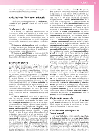 Cabeza 193
cular está ocupada por una membrana fibrosa y los hue-
sos del neurocráneo no contactan entre sí.
Articulaciones fibrosas o sinfibrosis
A estas articulaciones pertenecen las sindesmosis,
las suturas y las gonfosis que se describen a conti-
nuación.
Sindesmosis del cráneo
En las articulaciones fibrosas del tipo sindesmosis, los
huesos están unidos entre sí por fibras de mayor longi-
tud, como por ejemplo, las membranas interóseas y los
ligamentos, lo que les otorga una movilidad un poco
más amplia. Las sindesmosis que encontramos a nivel del
cráneo son los ligamentos pterigoespinoso y estilohioi-
deo.
El ligamento pterigoespinoso está formado por
una banda ancha de tejido fibroso que se extiende desde
la porción superior de la lámina lateral de la apófisis pte-
rigoides hasta la espina del esfenoides.
El ligamento estilohioideo se extiende desde la
apófisis estiloides hasta el asta menor del hueso hioides.
Es un vestigio del segundo arco faríngeo.
Suturas del cráneo
Las suturas craneales son articulaciones en las
que los huesos craneales están unidos entre sí por
fibras cortas de tejido conectivo, predominantemen-
te de colágeno, quedando así inmovilizados. Según sus
superficies articulares, las suturas se dividen en pla-
nas, escamosas, dentadas y esquindilesis. En las suturas
planas las superficies articulares son lineales y planas (p.
ej., huesos nasales). En las suturas escamosas las
superficies articulares están talladas en bisel (p. ej., arti-
culación temporoparietal). En la sutura dentada, las
superficies articulares presentan engranamientos o den-
telladuras (p. ej., sutura coronal). En la esquindilesis
una superficie articular presenta una ranura que se arti-
cula con una superficie articular que presenta una cresta
(p. ej., articulación entre el cuerpo del esfenoides y el
vómer).
La sutura coronal es la sutura entre el hueso fron-
tal y los dos huesos parietales. La sutura sagital es la
articulación en la línea mediana de los dos huesos parie-
tales. La sutura lambdoidea corresponde a la articula-
ción entre el hueso occipital y los dos huesos parietales.
Esta sutura se continúa hacia la base del cráneo como
sutura occipitomastoidea. La sutura esfenofrontal
es la sutura entre el ala mayor del esfenoides y el hueso
frontal, a lo largo de la cara lateral del exocráneo. En el
endocráneo corresponde a la articulación entre el ala
menor del esfenoides y el hueso frontal. La sutura esfe-
noetmoidal es visible en el endocráneo, en dirección
anterior al yugo esfenoidal entre el cuerpo del esfenoi-
des y el etmoides. La sutura esfenoescamosa es la arti-
culación entre el ala mayor del esfenoides y la porción
escamosa del hueso temporal. La sutura esfenoparie-
tal es la continuación de la sutura esfenofrontal. La
sutura escamosa es la articulación entre la escama del
temporal y el hueso parietal. La sutura frontal o metó-
pica se ubica en la línea mediana entre la mitad derecha
e izquierda de la cara anterior del hueso frontal, que
habitualmente se fusionan entre el 2º y el 3er
año de
vida, pero en el 7-8% de las personas de descendencia
europea persiste. La sutura parietomastoidea es la
sutura entre el hueso parietal y la apófisis mastoides del
hueso temporal. La sutura escamomastoidea también
es una sutura que se fusiona en los primeros años de
vida cuando se unen la apófisis mastoides y la porción
escamosa. La sutura frontonasal une los huesos fron-
tal y nasal, la sutura frontoetmoidal, los huesos
frontal y etmoides (endocráneo), mientras que la sutura
frontomaxilar corresponde a la articulación entre la
apófisis frontal del maxilar y la porción nasal del hueso
frontal. La sutura frontolagrimal une dichos huesos.
La sutura frontocigomática articula, a nivel del borde
lateral de la órbita, el hueso frontal con el cigomático. La
sutura cigomaticomaxilar está ubicada a nivel del piso
de la órbita y une los huesos cigomático y maxilar. En la
sutura etmoidomaxilar se articulan la apófisis orbitaria
del etmoides con el maxilar, y, en la sutura etmoidola-
grimal, el etmoides con el hueso lagrimal. La sutura
esfenocigomática está ubicada en la pared lateral de la
órbita y une el ala mayor del esfenoides con el hueso
cigomático. La apófisis pterigoides del esfenoides se arti-
cula con el maxilar a través de la sutura esfenomaxilar.
A nivel del arco cigomático aparece la sutura temporo-
cigomática entre el cigomático y la apófisis cigomática
del hueso temporal. Entre ambos huesos nasales encon-
tramos la sutura internasal. Entre el hueso nasal y la
apófisis frontal del maxilar está la sutura nasomaxilar,
y entre los huesos lagrimal y maxilar la sutura lagrimo-
maxilar. El hueso lagrimal también se articula con el
cornete nasal inferior mediante la sutura lagrimocor-
nal. En la línea mediana entre ambos maxilares está la
sutura intermaxilar. En la pared medial de la órbita
encontramos las suturas palatomaxilar y palatoet-
moidal que unen los huesos respectivos. Ambos huesos
palatinos se unen en la línea media a través de la sutu-
ra palatina mediana, y con la apófisis palatina del
hueso maxilar mediante la sutura palatina transversa.
Finalmente, encontramos la esquindilesis entre el
vómer y el cuerpo del esfenoides.
Gonfosis dentoalveolar
Corresponde a la articulación entre la raíz del dien-
te y el alvéolo ubicado a nivel del maxilar o de la man-
díbula. Ambas estructuras se mantienen en su lugar
mediante fibras cortas de tejido conectivo.
Articulaciones cartilaginosas
[sincondrosis]
Son las articulaciones en las cuales las superficies
articulares están unidas entre sí por cartílago hialino
o fibrocartílago. Este último generalmente se termina
osificando. En el cráneo encontramos la sincondrosis
esfenooccipital, por debajo de la silla turca, que une los
huesos esfenoides y occipital. La sincondrosis esfeno-
petrosa se forma a nivel de la continuación lateral del
foramen lacerum, articulando el hueso esfenoides con la
b027-03.qxd 7/12/11 2:36 PM Page 193
ERRNVPHGLFRVRUJ
 