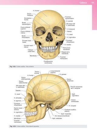 Cabeza 195
H. frontal
Sutura
metópica
Escotadura
frontal
Borde
supraorbitario
Fisura orbitaria
superior
Fisura orbitaria
inferior
Borde
infraorbitario
Cornete nasal
medio
Cornete nasal
inferior
Tabique
nasal óseo
Mandíbula
Protuberancia
mentoniana
Foramen
mentoniano
Ángulo de la
mandíbula
Rama de la
mandíbula
H. maxilar
Foramen
infraorbitario
H. cigomático
H. nasal
Nasión
H. temporal
Ala mayor del
h. esfenoides
Foramen
supraorbitario
H. parietal
Fig. 3-22. Cráneo adulto. Vista anterior.
Sutura
coronal
H. frontal
Sutura
esfenoparietal
Sutura
esfenofrontal
Ala mayor del
h. esfenoides
Glabela
H. nasal
H. etmoides
H. lagrimal
Conducto
infraorbitario
Espina nasal
anterior
H. cigomático
H. maxilar
Mandíbula
Foramen
mentoniano
Art. temporomandibular
Apóf. estiloides
Apóf. mastoides
Conducto auditivo
externo
H. occipital
Sutura
lambdoidea
Apóf.
cigomática
Porción escamosa
del h. temporal
Sutura
escamosa
H. parietal
Línea temporal
superior
Fig. 3-23. Cráneo adulto. Vista lateral izquierda.
b027-03.qxd 7/12/11 2:36 PM Page 195
ERRNVPHGLFRVRUJ
 