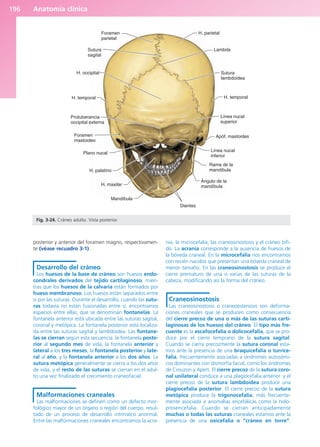 Anatomía clínica
196
posterior y anterior del foramen magno, respectivamen-
te (véase recuadro 3-1).
Desarrollo del cráneo
Los huesos de la base de cráneo son huesos endo-
condrales derivados del tejido cartilaginoso, mien-
tras que los huesos de la calvaria están formados por
hueso membranoso. Los huesos están separados entre
sí por las suturas. Durante el desarrollo, cuando las sutu-
ras todavía no están fusionadas entre sí, encontramos
espacios entre ellas, que se denominan fontanelas. La
fontanela anterior está ubicada entre las suturas sagital,
coronal y metópica. La fontanela posterior está localiza-
da entre las suturas sagital y lambdoidea. Las fontane-
las se cierran según esta secuencia: la fontanela poste-
rior al segundo mes de vida, la fontanela anterior y
lateral a los tres meses, la fontanela posterior y late-
ral al año, y la fontanela anterior a los dos años. La
sutura metópica generalmente se cierra a los dos años
de vida, y el resto de las suturas se cierran en el adul-
to una vez finalizado el crecimiento craneofacial.
Malformaciones craneales
Las malformaciones se definen como un defecto mor-
fológico mayor de un órgano o región del cuerpo, resul-
tado de un proceso de desarrollo intrínseco anormal.
Entre las malformaciones craneales encontramos la acra-
nia, la microcefalia, las craneosinostosis y el cráneo bífi-
do. La acrania corresponde a la ausencia de huesos de
la bóveda craneal. En la microcefalia nos encontramos
con recién nacidos que presentan una bóveda craneal de
menor tamaño. En las craneosinostosis se produce el
cierre prematuro de una o varias de las suturas de la
cabeza, modificando así la forma del cráneo.
Craneosinostosis
Las craneosinostosis o craneoestenosis son deforma-
ciones craneales que se producen como consecuencia
del cierre precoz de una o más de las suturas carti-
laginosas de los huesos del cráneo. El tipo más fre-
cuente es la escafocefalia o dolicocefalia, que se pro-
duce por el cierre temprano de la sutura sagital.
Cuando se cierra precozmente la sutura coronal esta-
mos ante la presencia de una braquicefalia o turrice-
falia, frecuentemente asociadas a síndromes autosómi-
cos dominantes con dismorfia facial, como los síndromes
de Crouzon y Apert. El cierre precoz de la sutura coro-
nal unilateral conduce a una plagiocefalia anterior y el
cierre precoz de la sutura lambdoidea produce una
plagiocefalia posterior. El cierre precoz de la sutura
metópica produce la trigonocefalia, más frecuente-
mente asociada a anomalías encefálicas como la holo-
prosencefalia. Cuando se cierran anticipadamente
muchas o todas las suturas craneales estamos ante la
presencia de una oxicefalia o “cráneo en torre”.
Foramen
parietal
Sutura
sagital
H. occipital
H. temporal
Protuberancia
occipital externa
Foramen
mastoideo
Plano nucal
H. palatino
H. maxilar
Mandíbula
Dientes
Ángulo de la
mandíbula
Rama de la
mandíbula
Línea nucal
inferior
Apóf. mastoides
Línea nucal
superior
H. temporal
Sutura
lambdoidea
Lambda
H. parietal
Fig. 3-24. Cráneo adulto. Vista posterior.
b027-03.qxd 7/12/11 2:36 PM Page 196
ERRNVPHGLFRVRUJ
 
