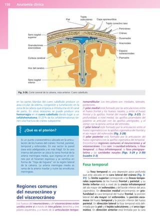 Anatomía clínica
198
en las partes blandas del cuero cabelludo produce un
área circular de edema, congestión y tumefacción en la
zona de la cabeza que empieza a introducirse en el canal
de parto. En otras ocasiones se puede producir una
hemorragia en el cuero cabelludo dando lugar a un
cefalohematoma. El 25% de los cefalohematomas tie-
nen una fractura de cráneo subyacente.
Regiones comunes
del neurocráneo y
del viscerocráneo
Los huesos del neurocráneo y del viscerocráneo están
unidos entre sí a través de tres pilares derechos y tres
pilares izquierdos, y a través de la articulación tempo-
romandibular. Los tres pilares son: mediales, laterales,
posteriores.
El pilar medial está formado por las articulaciones entre
el hueso frontal y los huesos nasales, y entre el hueso
frontal y la apófisis frontal del maxilar (fig. 3-27). En
profundidad, a nivel medial, las apófisis piramidales del
palatino se articulan con las apófisis pterigoides, y el
vómer con la lámina vertical del etmoides.
El pilar lateral está formado por la articulación entre el
hueso cigomático con la apófisis cigomática del frontal y
el ala mayor del esfenoides (fig. 3-28).
El pilar posterior está formado por la articulación del
hueso cigomático con la apófisis cigomática del temporal.
Encontramos regiones comunes al neurocráneo y al
viscerocráneo. Éstas son: la cavidad orbitaria, la fosa
temporal, la fosa infratemporal, la fosa pterigopa-
latina y las cavidades nasales (figs. 3-29 y 3-30)
(cuadro 3-3).
Fosa temporal
La fosa temporal es una depresión poco profunda
que está ubicada en la cara lateral del cráneo (fig. 3-
31). Su límite superior corresponde a las líneas tempo-
rales superiores de los huesos frontal y parietal, y su
límite inferior está a nivel de la cresta infratemporal
del ala mayor del esfenoides y del borde inferior del arco
cigomático. En dirección medial encontramos en pro-
fundidad la cara temporal del hueso frontal, la porción
lateral del ala mayor del esfenoides, la porción esca-
mosa del hueso temporal y la porción inferior del hueso
parietal. En dirección lateral la fosa temporal está deli-
mitada por la piel y el tejido subcutáneo, y el arco cigo-
mático. En dirección anterior está limitada por la cara
Seno sagital
superior
Granulaciones
aracnoideas
Corteza cerebral
Hoz del cerebro
Seno sagital
inferior
Piamadre
Espacio
subaracnoideo
Aracnoides
Duramadre
Cráneo
Pericráneo
Tejido conectivo laxo
Capa aponeurótica
Tejido
subcutáneo
Piel
Fig. 3-26. Corte coronal de la calvaria, vista anterior. Cuero cabelludo.
¿Qué es el pterión?
Es un punto craneométrico ubicado en la articu-
lación de los huesos del cráneo: frontal, parietal,
temporal y esfenoides. En ese sector la pared
ósea está adelgazada y es más frágil. En la cara
interna del pterión se ubica la rama frontal de la
arteria meníngea media, que ingresa en el crá-
neo por el foramen espinoso y se ramifica en
forma de “hoja de higuera” en la región lateral
de la calvaria. La arteria meníngea media es
rama de la arteria maxilar y nutre las envolturas
meníngeas.
b027-03.qxd 7/12/11 2:36 PM Page 198
ERRNVPHGLFRVRUJ
 