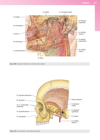 Cabeza 201
A. angular
A. infraorbitaria
A. bucal
R. mentoniana
A. submentoniana
A. facial
A. carótida
interna
A. palatina
ascendente
A. carótida
externa
A. temporal
superficial
A. meníngea media
A. maxilar
Fig. 3-30. Proyección lateral de las arterias de la cabeza.
N. cigomaticotemporal
M. temporal
A. y n. temporales
profundos
N. cigomaticofacial
N. mandibular
A. carótida
externa
A. maxilar
A. temporal
superficial
A. temporal
media
Fascia temporal
Fig. 3-31. Fosa temporal. Vista lateral izquierda.
b027-03.qxd 7/12/11 2:36 PM Page 201
ERRNVPHGLFRVRUJ
 