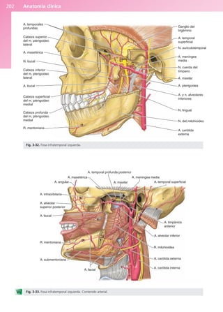 Anatomía clínica
202
A. temporales
profundas
Cabeza superior
del m. pterigoideo
lateral
A. masetérica
N. bucal
Cabeza inferior
del m. pterigoideo
lateral
A. bucal
Cabeza superficial
del m. pterigoideo
medial
Cabeza profunda
del m. pterigoideo
medial
R. mentoniana
A. carótida
externa
N. del milohioideo
N. lingual
A. y n. alveolares
inferiores
A. pterigoidea
A. maxilar
N. cuerda del
tímpano
A. meníngea
media
N. auriculotemporal
A. temporal
superficial
Ganglio del
trigémino
Fig. 3-32. Fosa infratemporal izquierda.
A. maxilar
A. meningea media
A. temporal superficial
A. masetérica
A. temporal profunda posterior
A. angular
A. infraorbitaria
A. alveolar
superior posterior
R. mentoniana
A. submentoniana
A. facial
A. carótida interna
A. carótida externa
R. milohioidea
A. alveolar inferior
A. timpánica
anterior
A. bucal
Fig. 3-33. Fosa infratemporal izquierda. Contenido arterial.
b027-03.qxd 7/12/11 2:36 PM Page 202
ERRNVPHGLFRVRUJ
 