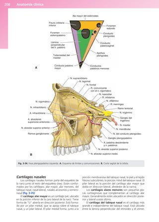 Anatomía clínica
208
Cartílagos nasales
Los cartílagos nasales forman parte del esqueleto de
la nariz junto al resto del esqueleto óseo. Están confor-
mados por los cartílagos: alar mayor, alar menores, del
tabique nasal, nasal lateral, nasales accesorios y vomero-
nasal (fig. 3-35).
El cartílago alar mayor es un cartílago par, ubicado
en la porción inferior de la cara lateral de la nariz. Tiene
forma de “U” abierta en dirección posterior. Está forma-
do por un pilar medial, que se apoya sobre el tabique
nasal, y un pilar lateral. El pilar medial forma, junto a la
porción membranosa del tabique nasal, la piel y el tejido
fibroso subcutáneo, la porción móvil del tabique nasal. El
pilar lateral es la porción del cartílago alar mayor que
dobla en dirección lateral, alrededor de la narina.
Los cartílagos alares menores son pequeñas pla-
cas cartilaginosas que complementan al cartílago alar
mayor. Generalmente están ubicados en dirección poste-
rior y lateral a este último.
El cartílago del tabique nasal es el cartílago más
grande e independiente del tabique nasal. Está ubicado
entre la lámina perpendicular del etmoides y el vómer,
Fisura orbitaria
inferior
Foramen
esfenopalatino
Lámina
perpendicular
del h. palatino
Tuberosidad del
maxilar
Conducto palatino
mayor
Conductos
palatinos menores
Apófisis
pterigoides
Conducto
palatovaginal
Conducto
pterigoideo
Foramen
redondo
Ala mayor del esfenoides
A
N. cigomático
N. infraorbitario
A. infraorbitaria
A. alveolares
superiores anteriores
N. alveolar superior anterior
Ramos ganglionares
N. alveolar superior medio
N. alveolar superior posterior
A. palatina descendente
y n. palatinos
Ganglio pterigopalatino
N. del conducto pterigoideo
N. mandibular
N. maxilar
Ganglio del
trigémino
N. trigémino
Ramo tentorial
N. oftálmico
R. meníngeo
R. orbitarios
N. nasociliar
N. frontal
R. comunicante
con el n. cigomático
N. lagrimal
N. supraorbitario
B
Fig. 3-34. Fosa pterigopalatina izquierda. A. Esquema de límites y comunicaciones. B. Corte sagital de la órbita.
b027-03.qxd 7/12/11 2:36 PM Page 208
ERRNVPHGLFRVRUJ
 