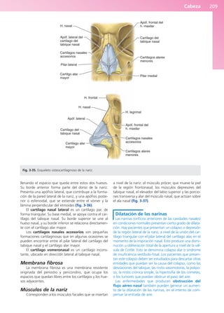 Cabeza 209
llenando el espacio que queda entre estos dos huesos.
Su borde anterior forma parte del dorso de la nariz.
Presenta una apófisis lateral, que contribuye a la forma-
ción de la pared lateral de la nariz, y una apófisis poste-
rior o esfenoidal, que se extiende entre el vómer y la
lámina perpendicular del etmoides (fig. 3-36).
El cartílago nasal lateral es un cartílago par, de
forma triangular. Su base medial, se apoya contra el car-
tílago del tabique nasal. Su borde superior se une al
hueso nasal, y su borde inferior se relaciona directamen-
te con el cartílago alar mayor.
Los cartílagos nasales accesorios son pequeñas
formaciones cartilaginosas que en algunas ocasiones se
pueden encontrar entre el pilar lateral del cartilago del
tabique nasal y el cartílago alar mayor.
El cartílago vomeronasal es un cartílago incons-
tante, ubicado en dirección lateral al tabique nasal.
Membrana fibrosa
La membrana fibrosa es una membrana resistente
originada del periostio y pericondrio, que ocupa los
espacios que quedan libres entre los cartílagos y los hue-
sos adyacentes.
Músculos de la nariz
Corresponden a los músculos faciales que se insertan
a nivel de la nariz: el músculo prócer, que mueve la piel
de la región frontonasal; los músculos depresores del
tabique nasal, el elevador del labio superior y las porcio-
nes transversa y alar del músculo nasal, que actúan sobre
el ala nasal (fig. 3-37).
Dilatación de las narinas
Las narinas (orificios anteriores de las cavidades nasales)
en condiciones normales presentan cierto grado de dilata-
ción. Hay pacientes que presentan un colapso o depresión
de la región lateral de la nariz, a nivel de la unión del car-
tílago triangular con el pilar lateral del cartílago alar, en el
momento de la inspiración nasal. Esto produce una dismi-
nución u obliteración total de la apertura a nivel de la vál-
vula de Cottle. Esto se denomina colapso alar o síndrome
de insuficiencia vestíbulo-fosal. Los pacientes que presen-
tan este colapso deben ser estudiados para descartar otras
entidades que puedan ser la causa del colapso, como las
desviaciones del tabique, las rinitis vasomotoras, la polipo-
sis, la rinitis crónica simple, la hipertrofia de los cornetes,
o los tumores que puedan obstruir el paso del aire.
Las enfermedades que producen obstrucción del
flujo aéreo nasal también pueden generar un aumen-
to de la dilatación de las narinas, en el intento de com-
pensar la entrada de aire.
H. nasal
Apóf. lateral del
cartílago del
tabique nasal
Cartílagos nasales
accesorios
Pilar lateral
Cartílgo alar
mayor
Apóf. frontal del
h. maxilar
Cartílago del
tabique nasal
Cartílagos alares
menores
Pilar medial
H. frontal
H. nasal
Apóf. lateral
Cartílago del
tabique nasal
Cartílago alar
mayor
Cartílagos alares
menores
Cartílagos nasales
accesorios
Apóf. frontal del
h. maxilar
H. lagrimal
Fig. 3-35. Esqueleto osteocartilaginoso de la nariz.
b027-03.qxd 7/12/11 2:36 PM Page 209
ERRNVPHGLFRVRUJ
 