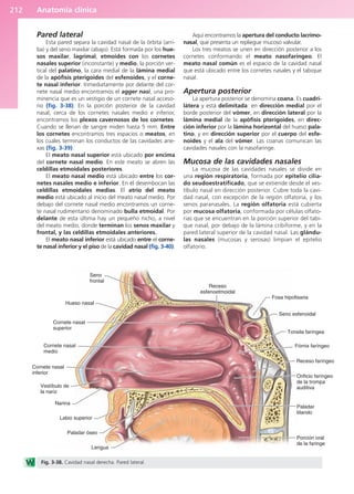 Anatomía clínica
212
Pared lateral
Esta pared separa la cavidad nasal de la órbita (arri-
ba) y del seno maxilar (abajo). Está formada por los hue-
sos maxilar, lagrimal, etmoides con los cornetes
nasales superior (inconstante) y medio, la porción ver-
tical del palatino, la cara medial de la lámina medial
de la apófisis pterigoides del esfenoides, y el corne-
te nasal inferior. Inmediatamente por delante del cor-
nete nasal medio encontramos el agger nasi, una pro-
minencia que es un vestigio de un cornete nasal acceso-
rio (fig. 3-38). En la porción posterior de la cavidad
nasal, cerca de los cornetes nasales medio e inferior,
encontramos los plexos cavernosos de los cornetes.
Cuando se llenan de sangre miden hasta 5 mm. Entre
los cornetes encontramos tres espacios o meatos, en
los cuales terminan los conductos de las cavidades ane-
xas (fig. 3-39).
El meato nasal superior está ubicado por encima
del cornete nasal medio. En este meato se abren las
celdillas etmoidales posteriores.
El meato nasal medio está ubicado entre los cor-
netes nasales medio e inferior. En él desembocan las
celdillas etmoidales medias. El atrio del meato
medio está ubicado al inicio del meato nasal medio. Por
debajo del cornete nasal medio encontramos un corne-
te nasal rudimentario denominado bulla etmoidal. Por
delante de esta última hay un pequeño nicho, a nivel
del meato medio, donde terminan los senos maxilar y
frontal, y las celdillas etmoidales anteriores.
El meato nasal inferior está ubicado entre el corne-
te nasal inferior y el piso de la cavidad nasal (fig. 3-40).
Aquí encontramos la apertura del conducto lacrimo-
nasal, que presenta un repliegue mucoso valvular.
Los tres meatos se unen en dirección posterior a los
cornetes conformando el meato nasofaríngeo. El
meato nasal común es el espacio de la cavidad nasal
que está ubicado entre los cornetes nasales y el tabique
nasal.
Apertura posterior
La apertura posterior se denomina coana. Es cuadri-
látera y está delimitada: en dirección medial por el
borde posterior del vómer, en dirección lateral por la
lámina medial de la apófisis pterigoides, en direc-
ción inferior por la lámina horizontal del hueso pala-
tino, y en dirección superior por el cuerpo del esfe-
noides y el ala del vómer. Las coanas comunican las
cavidades nasales con la nasofaringe.
Mucosa de las cavidades nasales
La mucosa de las cavidades nasales se divide en
una región respiratoria, formada por epitelio cilia-
do seudoestratificado, que se extiende desde el ves-
tíbulo nasal en dirección posterior. Cubre toda la cavi-
dad nasal, con excepción de la región olfatoria, y los
senos paranasales. La región olfatoria está cubierta
por mucosa olfatoria, conformada por células olfato-
rias que se encuentran en la porción superior del tabi-
que nasal, por debajo de la lámina cribiforme, y en la
pared lateral superior de la cavidad nasal. Las glándu-
las nasales (mucosas y serosas) limpian el epitelio
olfatorio.
Seno
frontal
Hueso nasal
Cornete nasal
superior
Cornete nasal
medio
Cornete nasal
inferior
Vestíbulo de
la nariz
Narina
Labio superior
Paladar óseo
Lengua
Porción oral
de la faringe
Paladar
blando
Orificio faríngeo
de la trompa
auditiva
Receso faríngeo
Tonsila faríngea
Fórnix faríngeo
Seno esfenoidal
Fosa hipofisaria
Receso
esfenoetmoidal
Fig. 3-38. Cavidad nasal derecha. Pared lateral.
b027-03.qxd 7/12/11 2:36 PM Page 212
ERRNVPHGLFRVRUJ
 