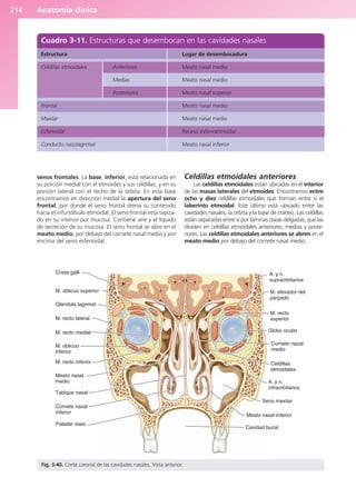 Anatomía clínica
214
senos frontales. La base, inferior, está relacionada en
su porción medial con el etmoides y sus celdillas, y en su
porción lateral con el techo de la órbita. En esta base
encontramos en dirección medial la apertura del seno
frontal, por donde el seno frontal drena su contenido
hacia el infundíbulo etmoidal. El seno frontal está tapiza-
do en su interior por mucosa. Contiene aire y el líquido
de secreción de su mucosa. El seno frontal se abre en el
meato medio, por debajo del cornete nasal medio y por
encima del seno esfenoidal.
Celdillas etmoidales anteriores
Las celdillas etmoidales están ubicadas en el interior
de las masas laterales del etmoides. Encontramos entre
ocho y diez celdillas etmoidales que forman entre sí el
laberinto etmoidal. Este último está ubicado entre las
cavidades nasales, la órbita y la base de cráneo. Las celdillas
están separadas entre sí por láminas óseas delgadas, que las
dividen en celdillas etmoidales anteriores, medias y poste-
riores. Las celdillas etmoidales anteriores se abren en el
meato medio por debajo del cornete nasal medio.
Cuadro 3-11. Estructuras que desembocan en las cavidades nasales
Estructura
Celdillas etmoidales Anteriores
Medias
Posteriores
Frontal
Maxilar
Esfenoidal
Conducto nasolagrimal
Lugar de desembocadura
Meato nasal medio
Meato nasal medio
Meato nasal superior
Meato nasal medio
Meato nasal medio
Receso esfenoetmoidal
Meato nasal inferior
Crista galli
M. oblicuo superior
Glándula lagrimal
M. recto lateral
M. recto medial
M. oblicuo
inferior
M. recto inferior
Meato nasal
medio
Tabique nasal
Cornete nasal
inferior
Paladar óseo
Cavidad bucal
Meato nasal inferior
Seno maxilar
A. y n.
infraorbitarios
Celdillas
etmoidales
Cornete nasal
medio
Globo ocular
M. recto
superior
M. elevador del
párpado
A. y n.
supraorbitarios
Fig. 3-40. Corte coronal de las cavidades nasales. Vista anterior.
b027-03.qxd 7/12/11 2:37 PM Page 214
ERRNVPHGLFRVRUJ
 