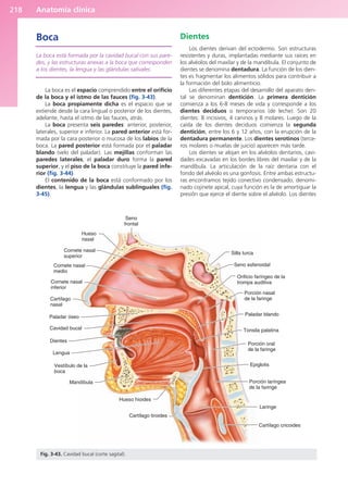 Anatomía clínica
218
Boca
La boca está formada por la cavidad bucal con sus pare-
des, y las estructuras anexas a la boca que corresponden
a los dientes, la lengua y las glándulas salivales.
La boca es el espacio comprendido entre el orificio
de la boca y el istmo de las fauces (fig. 3-43).
La boca propiamente dicha es el espacio que se
extiende desde la cara lingual o posterior de los dientes,
adelante, hasta el istmo de las fauces, atrás.
La boca presenta seis paredes: anterior, posterior,
laterales, superior e inferior. La pared anterior está for-
mada por la cara posterior o mucosa de los labios de la
boca. La pared posterior está formada por el paladar
blando (velo del paladar). Las mejillas conforman las
paredes laterales, el paladar duro forma la pared
superior, y el piso de la boca constituye la pared infe-
rior (fig. 3-44).
El contenido de la boca está conformado por los
dientes, la lengua y las glándulas sublinguales (fig.
3-45).
Dientes
Los dientes derivan del ectodermo. Son estructuras
resistentes y duras, implantadas mediante sus raíces en
los alvéolos del maxilar y de la mandíbula. El conjunto de
dientes se denomina dentadura. La función de los dien-
tes es fragmentar los alimentos sólidos para contribuir a
la formación del bolo alimenticio.
Las diferentes etapas del desarrollo del aparato den-
tal se denominan dentición. La primera dentición
comienza a los 6-8 meses de vida y corresponde a los
dientes deciduos o temporarios (de leche). Son 20
dientes: 8 incisivos, 4 caninos y 8 molares. Luego de la
caída de los dientes deciduos comienza la segunda
dentición, entre los 6 y 12 años, con la erupción de la
dentadura permanente. Los dientes serotinos (terce-
ros molares o muelas de juicio) aparecen más tarde.
Los dientes se alojan en los alvéolos dentarios, cavi-
dades excavadas en los bordes libres del maxilar y de la
mandíbula. La articulación de la raíz dentaria con el
fondo del alvéolo es una gonfosis. Entre ambas estructu-
ras encontramos tejido conectivo condensado, denomi-
nado cojinete apical, cuya función es la de amortiguar la
presión que ejerce el diente sobre el alvéolo. Los dientes
Seno
frontal
Hueso
nasal
Cornete nasal
superior
Cornete nasal
medio
Cornete nasal
inferior
Cartílago
nasal
Paladar óseo
Cavidad bucal
Dientes
Lengua
Vestíbulo de la
boca
Mandíbula
Hueso hioides
Cartílago tiroides
Cartílago cricoides
Laringe
Porción laríngea
de la faringe
Epiglotis
Porción oral
de la faringe
Tonsila palatina
Paladar blando
Porción nasal
de la faringe
Orificio faríngeo de la
trompa auditiva
Seno esfenoidal
Silla turca
Fig. 3-43. Cavidad bucal (corte sagital).
b027-03.qxd 7/12/11 2:37 PM Page 218
ERRNVPHGLFRVRUJ
 