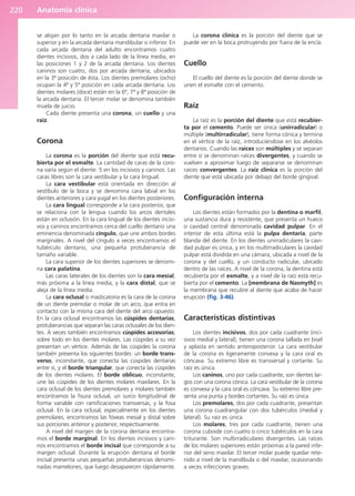 Anatomía clínica
220
se alojan por lo tanto en la arcada dentaria maxilar o
superior y en la arcada dentaria mandibular o inferior. En
cada arcada dentaria del adulto encontramos cuatro
dientes incisivos, dos a cada lado de la línea media, en
las posiciones 1 y 2 de la arcada dentaria. Los dientes
caninos son cuatro, dos por arcada dentaria, ubicados
en la 3ª posición de ésta. Los dientes premolares (ocho)
ocupan la 4ª y 5ª posición en cada arcada dentaria. Los
dientes molares (doce) están en la 6ª, 7ª y 8ª posición de
la arcada dentaria. El tercer molar se denomina también
muela de juicio.
Cada diente presenta una corona, un cuello y una
raíz.
Corona
La corona es la porción del diente que está recu-
bierta por el esmalte. La cantidad de caras de la coro-
na varía según el diente: 5 en los incisivos y caninos. Las
caras libres son la cara vestibular y la cara lingual.
La cara vestibular está orientada en dirección al
vestíbulo de la boca y se denomina cara labial en los
dientes anteriores y cara yugal en los dientes posteriores.
La cara lingual corresponde a la cara posterior, que
se relaciona con la lengua cuando los arcos dentales
están en oclusión. En la cara lingual de los dientes incisi-
vos y caninos encontramos cerca del cuello dentario una
eminencia denominada cíngulo, que une ambos bordes
marginales. A nivel del cíngulo a veces encontramos el
tubérculo dentario, una pequeña protuberancia de
tamaño variable.
La cara superior de los dientes superiores se denomi-
na cara palatina.
Las caras laterales de los dientes son la cara mesial,
más próxima a la línea media, y la cara distal, que se
aleja de la línea media.
La cara oclusal o masticatoria es la cara de la corona
de un diente premolar o molar de un arco, que entra en
contacto con la misma cara del diente del arco opuesto.
En la cara oclusal encontramos las cúspides dentarias,
protuberancias que separan las caras oclusales de los dien-
tes. A veces también encontramos cúspides accesorias,
sobre todo en los dientes molares. Las cúspides a su vez
presentan un vértice. Además de las cúspides la corona
también presenta los siguientes bordes: un borde trans-
verso, inconstante, que conecta las cúspides dentarias
entre sí, y el borde triangular, que conecta las cúspides
de los dientes molares. El borde oblicuo, inconstante,
une las cúspides de los dientes molares maxilares. En la
cara oclusal de los dientes premolares y molares también
encontramos la fisura oclusal, un surco longitudinal de
forma variable con ramificaciones transversas, y la fosa
oclusal. En la cara oclusal, especialmente en los dientes
premolares, encontramos las fóveas mesial y distal sobre
sus porciones anterior y posterior, respectivamente.
A nivel del margen de la corona dentaria encontra-
mos el borde marginal. En los dientes incisivos y cani-
nos encontramos el borde incisal que corresponde a su
margen oclusal. Durante la erupción dentaria el borde
incisal presenta unas pequeñas protuberancias denomi-
nadas mamelones, que luego desaparecen rápidamente.
La corona clínica es la porción del diente que se
puede ver en la boca protruyendo por fuera de la encía.
Cuello
El cuello del diente es la porción del diente donde se
unen el esmalte con el cemento.
Raíz
La raíz es la porción del diente que está recubier-
ta por el cemento. Puede ser única (unirradicular) o
múltiple (multirradicular), tiene forma cónica y termina
en el vértice de la raíz, introduciéndose en los alvéolos
dentarios. Cuando las raíces son múltiples y se separan
entre sí se denominan raíces divergentes, y cuando se
vuelven a aproximar luego de separarse se denominan
raíces convergentes. La raíz clínica es la porción del
diente que está ubicada por debajo del borde gingival.
Configuración interna
Los dientes están formados por la dentina o marfil,
una sustancia dura y resistente, que presenta un hueco
o cavidad central denominada cavidad pulpar. En el
interior de esta última está la pulpa dentaria, parte
blanda del diente. En los dientes unirradiculares la cavi-
dad pulpar es única, y en los multirradiculares la cavidad
pulpar está dividida en una cámara, ubicada a nivel de la
corona y del cuello, y un conducto radicular, ubicado
dentro de las raíces. A nivel de la corona, la dentina está
recubierta por el esmalte, y a nivel de la raíz está recu-
bierta por el cemento. La [membrana de Nasmyth] es
la membrana que recubre al diente que acaba de hacer
erupción (fig. 3-46).
Características distintivas
Los dientes incisivos, dos por cada cuadrante (inci-
sivos medial y lateral), tienen una corona tallada en bisel
y aplasta en sentido anteroposterior. La cara vestibular
de la corona es ligeramente convexa y la cara oral es
cóncava. Su extremo libre es transversal y cortante. Su
raíz es única.
Los caninos, uno por cada cuadrante, son dientes lar-
gos con una corona cónica. La cara vestibular de la corona
es convexa y la cara oral es cóncava. Su extremo libre pre-
senta una punta y bordes cortantes. Su raíz es única.
Los premolares, dos por cada cuadrante, presentan
una corona cuadrangular con dos tubérculos (medial y
lateral). Su raíz es única.
Los molares, tres por cada cuadrante, tienen una
corona cuboide con cuatro o cinco tubérculos en la cara
triturante. Son multirradiculares divergentes. Las raíces
de los molares superiores están próximas a la pared infe-
rior del seno maxilar. El tercer molar puede quedar rete-
nido a nivel de la mandíbula o del maxilar, ocasionando
a veces infecciones graves.
b027-03.qxd 7/12/11 2:37 PM Page 220
ERRNVPHGLFRVRUJ
 