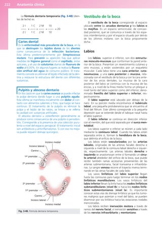 Anatomía clínica
222
La fórmula dentaria temporaria (fig. 3-48) (dien-
tes de leche) es:
2 I 1 C 2 M 10
—— + —— + —— = —— = 20
2 I 1 C 2 M 10
Caries dental
Es la enfermedad más prevalente de la boca, en la
que se destruyen los tejidos duros de los dientes
como consecuencia de la infección bacteriana.
Esta última predominantemente por Streptococcus
mutans. Para prevenir su aparición hay que aplicar
medidas de higiene general como el cepillado, evitar
azúcares, y el uso de colutorios diarios de fluoruro de
sodio al 0,05%. En algunos lugares se realiza la fluora-
ción artifical del agua de consumo público. El trata-
miento consiste en eliminar el tejido infectado de la den-
tina y restaurar la estructura del diente con diferentes
sustancias.
Pulpitis y absceso dentario
En los casos en que la caries avanza se puede infectar
la pulpa dentaria dando lugar a una pulpitis aguda.
Esta última se manifiesta inicialmente con dolor al con-
tacto con alimentos calientes o fríos, que luego se hace
continuo. El tratamiento de la pulpitis es eliminar la
pulpa y el tejido de las raíces, se limpia y se rellena
la cavidad con sustancias artificiales.
El absceso dentario u osteoflemón generalmente se
produce como consecuencia de una pulpitis o periodon-
titis. Corresponde a la presencia de una colección puru-
lenta a nivel del espacio periapical. El tratamiento inicial
son antibióticos y antiinflamatorios. Si con eso no mejo-
ra puede requerir drenaje quirúrgico.
Vestíbulo de la boca
El vestíbulo de la boca corresponde al espacio
ubicado entre las arcadas dentarias y los labios o
las mejillas. Es un espacio semicircular, de concavi-
dad posterior, que se comunica a través de los espa-
cios interdentarios y por el espacio situado por detrás
de los últimos molares con la boca propiamente
dicha.
Labios
Los labios, superior e inferior, son dos estructu-
ras músculo-mucosas que conforman la pared ante-
rior de la boca. Presentan un revestimiento cutáneo y
otro mucoso, y están sostenidos por un esqueleto
muscular. Cada labio tiene una cara anterior, cuta-
neomucosa, y una cara posterior o mucosa, rela-
cionada con el vestíbulo de la boca y con la cara ante-
rior de los arcos dentales. La mucosa de la cara
posterior del labio se continúa con la mucosa de las
encías, y a nivel de la línea media forma un pliegue a
nivel tanto del labio superior como del inferior, deno-
minado frenillo del labio superior e inferior, res-
pectivamente.
El labio superior está ubicado por debajo de la
nariz. En su porción media encontramos el tubérculo
labial, una pequeña protuberancia que se encuentra al
final del filtrum. Este último corresponde a la pequeña
depresión que se extiende desde el tabique nasal hasta
el labio superior.
El labio inferior se continúa en dirección inferior
con el mentón, del que está separado por el surco men-
tolabial.
Los labios superior e inferior se reúnen a cada lado
mediante la comisura labial. Cuando los labios están
separados entre sí, forman la hendidura de la boca,
que delimita el orificio de la boca.
Los labios están vascularizados por las arterias
labiales, originadas de las arterias faciales derecha e
izquierda a nivel de la comisura labial derecha e izquier-
da, respectivamente. Las arterias labiales derecha e
izquierda se anastomosan entre sí formando un círcu-
lo arterial alrededor del orificio de la boca, que puede
recibir también ramas accesorias provenientes de las
arterias submentoniana, facial transversa e infraorbita-
rias. La sangre venosa recorre el trayecto inverso termi-
nando en las venas faciales de cada lado.
Los vasos linfáticos del labio superior llegan
hasta las comisuras para luego terminar en los nodos
linfáticos mandibulares. Los vasos linfáticos del
labio inferior llevan la linfa hacia los nodos linfáticos
submandibulares (nivel Ib) o hacia los nodos linfá-
ticos submentonianos (nivel Ia). Es importante
conocer estas vías de drenaje linfático ya que los tumo-
res malignos que asientan a nivel del labio, se pueden
diseminar por vía linfática hacia las estaciones nodales
mencionadas.
Los labios reciben inervación motora a través de
ramos del nervio facial, e inervación sensitiva a través
de los nervios infraorbitario y mentoniano.
Incisivo medial
Incisivo lateral
Canino
1er premolar
2o premolar
2o premolar
1er premolar
Canino
Incisivo lateral
Incisivo medial
Fig. 3-48. Fórmula dentaria temporaria.
b027-03.qxd 7/12/11 2:37 PM Page 222
ERRNVPHGLFRVRUJ
 
