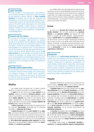 Cabeza 223
Labio hendido
El labio hendido o mal denominado “labio leporino”
como sinónimo de labio de liebre por la similitud al labio
de los lepóridos (conejos, liebres). El labio hendido
mediano se produce por la falta del desarrollo del
mesodermo a nivel de la línea mediana, generalmente a
nivel del labio superior. El labio hendido produce altera-
ciones en la alimentación del lactante, con infecciones
respiratorias repetidas, rinolalia abierta y alteraciones
tubáricas. Podemos encontrar únicamente una hendidu-
ra labial y en algunos casos hendiduras maxilolabiales o
maxilolabialpalatinas.
Cianosis de los labios
La cianosis es la coloración azulada de piel, mucosas y
de los lechos ungueales. Habitualmente se produce
cuando la concentración de hemoglobina desoxigenada
de los vasos sanguíneos cerca de la piel es igual o mayor
de 5 g/dL, o cuando se acumula metahemoglobina o sul-
fohemoglobina en lo glóbulos rojos. Cuando aparece la
cianosis de los labios y de la lengua generalmente la cia-
nosis es de causa central. Algunas de las causas de cia-
nosis central son la hemorragia intracraneal, la hipoxia
cerebral, la sobredosis con drogas como la heroína, el
asma, la bronquiolitis, la enfermedad pulmonar, el enfi-
sema, la bronquitis crónica, las enfermedades cardíacas
congénitas como la tetralogía de Fallot y la metahemo-
globinemia.
Frenillo labial hipertrófico
El frenillo labial superior se extiende desde la cara inter-
na del labio superior hasta la región entre ambos incisi-
vos mediales maxilares. El frenillo labial hipertrófico
puede producir un diastema interincisivo. En estos casos
se indica la resección quirúrgica del frenillo labial para
favorecer el cierre del diastema.
Mejillas
Las mejillas están formadas por un plano cutáneo
(externo), un plano muscular y un plano mucoso.
La piel de la cara conforma la cara lateral de las
mejillas. Presenta numerosos folículos pilosos, sobre
todo en los hombres, y un tejido subcutáneo con abun-
dante tejido adiposo que cubre la cara anterior de la
región infraorbitaria. En dirección posteroinferior y por
delante del plano muscular, está el cuerpo adiposo de
la boca [bolsa adiposa de Bichat].
El plano muscular está formado principalmente por
los músculos buccinador (perforado por el conducto
parotídeo) y orbicular de la boca.
El plano mucoso forma la cara medial de las meji-
llas. Constituye además el límite anterolateral del vestí-
bulo de la boca. En dirección anterior la mucosa se con-
tinúa con la mucosa de la cara posterior de los labios, y
en dirección posterior se continúa con el arco palatoglo-
so. A la altura del segundo molar superior se puede
observar en la mucosa de la mejilla el orificio de termi-
nación del conducto parotídeo.
Las mejillas están vascularizadas por las arterias facial
transversa, bucal, y ramas alveolares y de la arteria facial.
El drenaje venoso termina en las venas facial y temporal
superficial y en el plexo pterigoideo. Los vasos linfáticos
drenan la linfa hacia los nodos parotídeos superficiales y
submandibulares. La inervación motora y sensitiva es la
misma que reciben los labios.
Encías
La encía es la mucosa de la boca que tapiza el
borde alveolar. Por lo tanto presenta una porción
lateral y una porción medial, que tapizan las caras
lateral y medial del borde alveolar, respectivamente.
Sobre el borde libre está la porción mediana horizon-
tal de la encía, que en el recién nacido está recubierta
por la encía y que en el adulto está perforada por los
dientes. Al extraer un diente la mucosa gingival se vuel-
ve a formar y tapiza el alvéolo dentario. Las encías reci-
ben su inervación a través de los ramos gingivales
superiores e inferiores.
Gingivitis
La gingivitis es la enfermedad periodontal más fre-
cuente. Al inicio se presenta como una inflamación indo-
lora de la porción marginal de las encías. A medida que
progresa compromete el ligamento periodontal y el
hueso alveolar, produciendo la reabsorción ósea de este
último y como consecuencia la alteración de la unión
entre el hueso y el diente. La gingivitis se asocia con la
acumulación de la placa bacteriana, por lo que el trata-
miento inicial consiste en la aplicación de medidas anti-
bacterianas locales y desbridamiento.
Paladar
El paladar presenta en sus dos tercios anteriores una
porción ósea o paladar duro, y en su tercio posterior
una porción laxa denominada paladar blando.
El paladar óseo está formado adelante por las apó-
fisis palatinas de los dos huesos maxilares, y en direc-
ción posterior por las láminas horizontales de los dos
huesos palatinos. Presenta una concavidad inferior y
está rodeado por los bordes alveolares de los huesos
maxilares. El paladar óseo está tapizado por una muco-
sa gruesa, que presenta a nivel de la línea mediana un
rafe fibroso que termina adelante en la papila incisi-
va. En sus dos tercios posteriores la mucosa es lisa y
en su tercio anterior se pueden ver las crestas trans-
versales palatinas. En la mucosa encontramos las
glándulas palatinas.
La mucosa del paladar óseo está irrigada por ramas
de las arterias esfenopalatina y palatina descenden-
te. El drenaje venoso termina en el plexo pterigoideo
o en las venas de la mucosa nasal. Los vasos linfáticos
drenan la linfa hacia los nodos linfáticos profundos
superiores (nivel II).
El paladar óseo recibe su inervación sensitiva y
motora de los nervios palatino mayor y nasopalatino.
b027-03.qxd 7/12/11 2:37 PM Page 223
ERRNVPHGLFRVRUJ
 