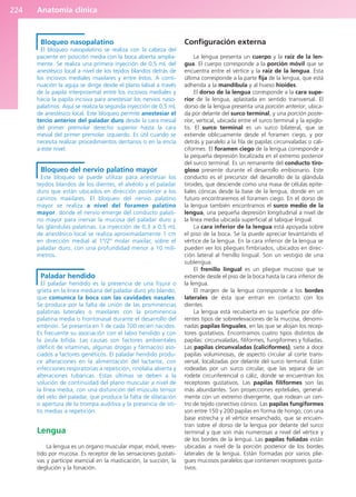 Anatomía clínica
224
Bloqueo nasopalatino
El bloqueo nasopalatino se realiza con la cabeza del
paciente en posición media con la boca abierta amplia-
mente. Se realiza una primera inyección de 0,5 mL del
anestésico local a nivel de los tejidos blandos detrás de
los incisivos mediales maxilares y entre éstos. A conti-
nuación la aguja se dirige desde el plano labial a través
de la papila interproximal entre los incisivos mediales y
hacia la papila incisiva para anestesiar los nervios naso-
palatinos. Aquí se realiza la segunda inyección de 0,5 mL
de anestésico local. Este bloqueo permite anestesiar el
tercio anterior del paladar duro desde la cara mesial
del primer premolar derecho superior hasta la cara
mesial del primer premolar izquierdo. Es útil cuando se
necesita realizar procedimientos dentarios o en la encía
a este nivel.
Bloqueo del nervio palatino mayor
Este bloqueo se puede utilizar para anestesiar los
tejidos blandos de los dientes, el alvéolo y el paladar
duro que están ubicados en dirección posterior a los
caninos maxilares. El bloqueo del nervio palatino
mayor se realiza a nivel del foramen palatino
mayor, donde el nervio emerge del conducto palati-
no mayor para inervar la mucosa del paladar duro y
las glándulas palatinas. La inyección de 0,3 a 0,5 mL
de anestésico local se realiza aproximadamente 1 cm
en dirección medial al 1º/2º molar maxilar, sobre el
paladar duro, con una profundidad menor a 10 milí-
metros.
Paladar hendido
El paladar hendido es la presencia de una fisura o
grieta en la línea mediana del paladar duro y/o blando,
que comunica la boca con las cavidades nasales.
Se produce por la falta de unión de las prominencias
palatinas laterales o maxilares con la prominencia
palatina media o frontonasal durante el desarrollo del
embrión. Se presenta en 1 de cada 700 recién nacidos.
Es frecuente su asociación con el labio hendido y con
la úvula bífida. Las causas son factores ambientales
(déficit de vitaminas, algunas drogas y fármacos) aso-
ciados a factores genéticos. El paladar hendido produ-
ce alteraciones en la alimentación del lactante, con
infecciones respiratorias a repetición, rinolalia abierta y
alteraciones tubáricas. Estas últimas se deben a la
solución de continuidad del plano muscular a nivel de
la línea media, con una disfunción del músculo tensor
del velo del paladar, que produce la falta de dilatación
o apertura de la trompa auditiva y la presencia de oti-
tis medias a repetición.
Lengua
La lengua es un órgano muscular impar, móvil, reves-
tido por mucosa. Es receptor de las sensaciones gustati-
vas y partícipe esencial en la masticación, la succión, la
deglución y la fonación.
Configuración externa
La lengua presenta un cuerpo y la raíz de la len-
gua. El cuerpo corresponde a la porción móvil que se
encuentra entre el vértice y la raíz de la lengua. Esta
última corresponde a la parte fija de la lengua, que está
adherida a la mandíbula y al hueso hioides.
El dorso de la lengua corresponde a la cara supe-
rior de la lengua, aplastada en sentido transversal. El
dorso de la lengua presenta una porción anterior, ubica-
da por delante del surco terminal, y una porción poste-
rior, vertical, ubicada entre el surco terminal y la epiglo-
tis. El surco terminal es un surco bilateral, que se
extiende oblicuamente desde el foramen ciego, y por
detrás y paralelo a la fila de papilas circunvaladas o cali-
ciformes. El foramen ciego de la lengua corresponde a
la pequeña depresión localizada en el extremo posterior
del surco terminal. Es un remanente del conducto tiro-
gloso presente durante el desarrollo embionario. Este
conducto es el precursor del desarrollo de la glándula
tiroides, que desciende como una masa de células epite-
liales cónicas desde la base de la lengua, donde en un
futuro encontraremos el foramen ciego. En el dorso de
la lengua también encontramos el surco medio de la
lengua, una pequeña depresión longitudinal a nivel de
la línea media ubicada superficial al tabique lingual.
La cara inferior de la lengua está apoyada sobre
el piso de la boca. Se la puede apreciar levantando el
vértice de la lengua. En la cara inferior de la lengua se
pueden ver los pliegues fimbriados, ubicados en direc-
ción lateral al frenillo lingual. Son un vestigio de una
sublengua.
El frenillo lingual es un pliegue mucoso que se
extiende desde el piso de la boca hasta la cara inferior de
la lengua.
El margen de la lengua corresponde a los bordes
laterales de ésta que entran en contacto con los
dientes.
La lengua está recubierta en su superficie por dife-
rentes tipos de sobreelevaciones de la mucosa, denomi-
nadas papilas linguales, en las que se alojan los recep-
tores gustativos. Encontramos cuatro tipos distintos de
papilas: circunvaladas, filiformes, fungiformes y foliadas.
Las papilas circunvaladas (caliciformes), siete a doce
papilas voluminosas, de aspecto circular al corte trans-
versal, localizadas por delante del surco terminal. Están
rodeadas por un surco circular, que las separa de un
rodete circunferencial o cáliz, donde se encuentran los
receptores gustativos. Las papilas filiformes son las
más abundantes. Son proyecciones epiteliales, general-
mente con un extremo divergente, que rodean un cen-
tro de tejido conectivo cónico. Las papilas fungiformes
son entre 150 y 200 papilas en forma de hongo, con una
base estrecha y el vértice ensanchado, que se encuen-
tran sobre el dorso de la lengua por delante del surco
terminal y que son más numerosas a nivel del vértice y
de los bordes de la lengua. Las papilas foliadas están
ubicadas a nivel de la porción posterior de los bordes
laterales de la lengua. Están formadas por varios plie-
gues mucosos paralelos que contienen receptores gusta-
tivos.
b027-03.qxd 7/12/11 2:37 PM Page 224
ERRNVPHGLFRVRUJ
 