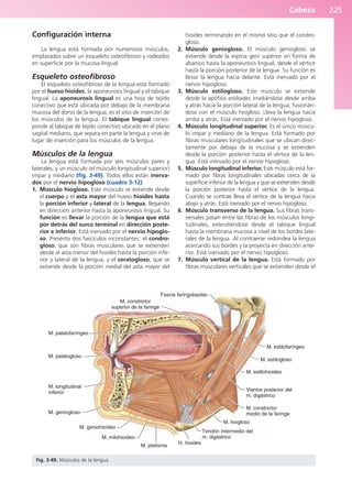 Cabeza 225
Configuración interna
La lengua está formada por numerosos músculos,
emplazados sobre un esqueleto osteofibroso y rodeados
en superficie por la mucosa lingual.
Esqueleto osteofibroso
El esqueleto osteofibroso de la lengua está formado
por el hueso hioides, la aponeurosis lingual y el tabique
lingual. La aponeurosis lingual es una hoja de tejido
conectivo que está ubicada por debajo de la membrana
mucosa del dorso de la lengua; es el sitio de inserción de
los músculos de la lengua. El tabique lingual corres-
ponde al tabique de tejido conectivo ubicado en el plano
sagital mediano, que separa en parte la lengua y sirve de
lugar de inserción para los músculos de la lengua.
Músculos de la lengua
La lengua está formada por seis músculos pares y
laterales, y un músculo (el músculo longitudinal superior)
impar y mediano (fig. 3-49). Todos ellos están inerva-
dos por el nervio hipogloso (cuadro 3-12).
1. Músculo hiogloso. Este músculo se extiende desde
el cuerpo y el asta mayor del hueso hioides hasta
la porción inferior y lateral de la lengua, llegando
en dirección anterior hasta la aponeurosis lingual. Su
función es llevar la porción de la lengua que está
por detrás del surco terminal en dirección poste-
rior e inferior. Está inervado por el nervio hipoglo-
so. Presenta dos fascículos inconstantes: el condro-
gloso, que son fibras musculares que se extienden
desde el asta menor del hioides hasta la porción infe-
rior y lateral de la lengua, y el ceratogloso, que se
extiende desde la porción medial del asta mayor del
hioides terminando en el mismo sitio que el condro-
gloso.
2. Músculo geniogloso. El músculo geniogloso se
extiende desde la espina geni superior en forma de
abanico hasta la aponeurosis lingual, desde el vértice
hasta la porción posterior de la lengua. Su función es
llevar la lengua hacia delante. Está inervado por el
nervio hipogloso.
3. Músculo estilogloso. Este músculo se extiende
desde la apófisis estiloides irradiándose desde arriba
y atrás hacia la porción lateral de la lengua, fusionán-
dose con el músculo hiogloso. Lleva la lengua hacia
arriba y atrás. Está inervado por el nervio hipogloso.
4. Músculo longitudinal superior. Es el único múscu-
lo impar y mediano de la lengua. Está formado por
fibras musculares longitudinales que se ubican direc-
tamente por debajo de la mucosa y se extienden
desde la porción posterior hasta el vértice de la len-
gua. Está inervado por el nervio hipogloso.
5. Músculo longitudinal inferior. Este músculo está for-
mado por fibras longitudinales ubicadas cerca de la
superficie inferior de la lengua y que se extienden desde
la porción posterior hasta el vértice de la lengua.
Cuando se contrae lleva el vértice de la lengua hacia
abajo y atrás. Está inervado por el nervio hipogloso.
6. Músculo transverso de la lengua. Sus fibras trans-
versales pasan entre las fibras de los músculos longi-
tudinales, extendiéndose desde el tabique lingual
hasta la membrana mucosa a nivel de los bordes late-
rales de la lengua. Al contraerse redondea la lengua
acercando sus bordes y la proyecta en dirección ante-
rior. Está inervado por el nervio hipogloso.
7. Músculo vertical de la lengua. Está formado por
fibras musculares verticales que se extienden desde el
M. palatofaríngeo
M. palatogloso
M. longitudinal
inferior
M. geniogloso
M. geniohioideo
M. milohioideo
M. platisma
H. hioides
Tendón intermedio del
m. digástrico
M. hiogloso
M. constrictor
medio de la faringe
Vientre posterior del
m. digástrico
M. estilohioideo
M. estilogloso
M. estilofaríngeo
Fascia faringobasilar
M. constrictor
superior de la faringe
Fig. 3-49. Músculos de la lengua.
b027-03.qxd 7/12/11 2:37 PM Page 225
ERRNVPHGLFRVRUJ
 