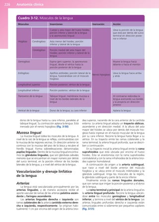 Anatomía clínica
226
dorso de la lengua hasta su cara inferior, paralelas al
tabique lingual. Su contracción aplana la lengua. Está
inervado por el nervio hipogloso (fig. 3-50).
Mucosa lingual
La mucosa lingual rodea los músculos de la lengua. A
nivel de la raíz de la lengua se refleja, continuándose con
la mucosa de las regiones vecinas. En dirección anterior se
continúa con la mucosa del piso de la boca y recubre el
frenillo lingual. Forma sobreelevaciones denominadas
papilas linguales. Dentro de la mucosa lingual encontra-
mos las glándulas linguales, que son glándulas salivales
menores que se encuentran en mayor número por detrás
del surco terminal, en la porción inferior de los bordes
laterales de la lengua, y a nivel del vértice de la lengua.
Vascularización y drenaje linfático
de la lengua
Arterias
La lengua está vascularizada principalmente por las
arterias linguales, y de manera accesoria recibe el
aporte vascular de ramas de las arterias palatina ascen-
dente y faríngea ascendente.
Las arterias linguales derecha e izquierda son
ramas colaterales de la arteria carótida externa dere-
cha e izquierda, respectivamente. Se originan habi-
tualmente 1 cm por encima del origen de la arteria tiroi-
dea superior, naciendo de la cara anterior de la carótida
externa. La arteria lingual adopta un trayecto oblicuo,
ascendente y en dirección medial. A la altura del asta
mayor del hioides se ubica por detrás del músculo hio-
gloso hasta ingresar en el macizo muscular de la lengua
por su cara inferior. Recorre la lengua hasta llegar a su
vértice. En su trayecto emite las ramas colaterales y la
rama terminal, la arteria lingual profunda, que se descri-
ben a continuación.
En su trayecto inicial la arteria lingual emite la rama
suprahioidea que está ubicada por encima el hueso
hioides. Ésta se anastomosa con la rama suprahioidea
contralateral y con la rama infrahioidea de la arteria tiroi-
dea superior homolateral.
A continuación da origen a la arteria sublingual,
que nace a nivel del borde anterior del músculo
hiogloso y se ubica entre el músculo milohioideo y la
glándula sublingual. Irriga los músculos de la región,
la glándula sublingual y parte de la encía inferior.
Finalmente emite las ramas linguales dorsales,
que son ramas que irrigan la porción posterior y el dorso
de la lengua.
La rama terminal y principal de la arteria lingual es
la arteria lingual profunda. Recorre la lengua ubicán-
dose entre los músculos geniogloso y longitudinal
inferior, y termina a nivel del vértice de la lengua. Las
arterias linguales profundas derecha e izquierda están
comunicadas entre sí solamente por pequeños capilares
(fig. 3-51).
Cuadro 3-12. Músculos de la lengua
Músculos
Hiogloso Condrogloso
Ceratogloso
Geniogloso
Estilogloso
Longitudinal superior
Longitudinal inferior
Transverso de la lengua
Vertical de la lengua
Inserciones
Cuerpo y asta mayor del hueso hioides;
porción inferior y lateral de la lengua
y la aponeurosis lingual
Asta menor del hioides; porción
inferior y lateral de la lengua
Porción medial del asta mayor del
hioides; porción inferior y lateral de la
lengua
Espina geni superior; la aponeurosis
lingual, desde el vértice hasta la
porción posterior de la lengua
Apófisis estiloides; porción lateral de la
lengua, fusionándose con el músculo
hiogloso
Porción posterior; vértice de la lengua
Porción posterior; vértice de la lengua
Tabique lingual; membrana mucosa a
nivel de los bordes laterales de la
lengua
Dorso de la lengua; su cara inferior
Acción
Lleva la porción de la lengua
que está por detrás del surco
terminal en dirección poste-
rior e inferior
Mueve la lengua hacia
delante o hacia el mentón
Lleva la lengua hacia arriba
y atrás
Al contraerse redondea la
lengua acercando sus bordes
y la proyecta en dirección
anterior
Aplana la lengua
Inervación
Nervio hipogloso
b027-03.qxd 7/27/11 2:09 PM Page 226
ERRNVPHGLFRVRUJ
 
