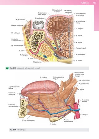 Cabeza 227
M. buccinador
Pliegue sublingual
Gl. sublingual
Conducto
submandibular
Gl. submandibular
A. facial
N. hipogloso
V. facial
M. platisma
H. hioides
M. geniogloso
Tabique lingual
A. lingual
N. lingual
M. hiogloso
M. longitudinal
inferior
Surco mediano
de la lengua
M. vertical y
transverso
M. longitudinal
superior
Capa mucosa
de la lengua
M. estilogloso
Fig. 3-50. Músculos de la lengua (corte coronal).
A. profunda de la
lengua
Carúncula
sublingual
Conducto
submandibular
H. hioides
V. lingual
A. carótida
externa
A. lingual
M. estilohioideo
M. constrictor
superior de la
faringe
R. dorsales de la
lengua
M. hiogloso
Lig. estilohioideo
A. y v. sublinguales A. y v.
suprahioideas
Fig. 3-51. Arteria lingual.
b027-03.qxd 7/12/11 2:37 PM Page 227
ERRNVPHGLFRVRUJ
 