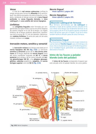 Anatomía clínica
228
Venas
A nivel de la red venosa submucosa confluye la
sangre venosa para formar los afluentes de la vena lin-
gual. Esta última acompaña a la arteria lingual en su tra-
yecto, recibiendo el drenaje venoso de la vena lingual
profunda, las venas linguales dorsales, la vena
sublingual y la vena satélite del nervio hipogloso.
Linfáticos
Las amígdalas linguales están formadas por con-
glomerados de tejido linfático que se encuentra disperso
de manera irregular en la raíz de la lengua. Los tejidos
linfáticos de la lengua producen elevaciones cupulifor-
mes de la mucosa de 1-5 mm de diámetro, denomina-
dos nódulos linfáticos. El centro de cada uno de estos
nódulos contiene una cripta.
Inervación motora, sensitiva y sensorial
La inervación motora de la lengua está dada por el
nervio hipogloso (NC XII) (fig. 3-52). La inervación
sensitiva y sensorial (gusto) de los dos tercios ante-
riores de la lengua depende del nervio lingual (ramo
del nervio mandibular originado del NC V); el tercio
posterior de la lengua, de los ramos linguales del ner-
vio glosofaríngeo (NC IX), y los pliegues glosoepi-
glóticos, valéculas epiglóticas y epiglotis, del nervio
laríngeo superior ramo del NC X (fig. 3-53).
Nervio lingual
Véase capítulo 3, página 287.
Nervio hipogloso
Véase capítulo 3, página 295.
Absorción sublingual de fármacos
Los fármacos administrados por vía sublingual se
absorben a través de los capilares venosos ubicados en la
cara inferior de la lengua que finalmente terminan en la
vena yugular y de ahí en la circulación general, evitando el
efecto del primer paso por el hígado. El pH de la boca
también facilita la difusión pasiva de varios fármacos.
Frenectomía lingual
La frenectomía o frenilectomía es la cirugía mediante la
cual se reseca el frenillo lingual, que une la lengua a la
encía. Esto es fundamental ya que el frenillo lingual limi-
ta la movilidad lingual, generando una anquiloglosia y
alterando la fonación.
Istmo de las fauces y paladar
blando (velo del paladar)
El istmo de las fauces corresponde al espacio que
está ubicado entre el paladar blando, los arcos palato-
A. carótida interna
M. estilogloso
M. hiogloso
M. longitudinal
superior de la
lengua
M. vertical de la
lengua
M. geniogloso
M. geniohioideo
M. tirohioideo
Raíz superior
del asa cervical V. yugular interna
N. vago
Raíz superior
del asa cervical
Ganglio simpático
cervical superior
R. anterior de C3
R. anterior de C1
Núcleo del hipogloso
N. hipogloso
Fig. 3-52. Nervio hipogloso.
b027-03.qxd 7/12/11 2:37 PM Page 228
ERRNVPHGLFRVRUJ
 