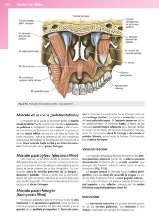 Anatomía clínica
230
Músculo de la úvula [palatoestafilino]
El músculo de la úvula se extiende desde la espina
nasal posterior hasta la cara posterior de la aponeuro-
sis palatina a nivel del vértice de la úvula, y allí se fusio-
na con el músculo homónimo contralateral. La presencia
de una úvula bífida, secundaria a la falta de fusión de
estos músculos, indica la presencia de una hendidura
submucosa del paladar. La contracción del músculo de la
úvula lleva la úvula hacia arriba y en dirección ante-
rior. Está inervado por el plexo faríngeo.
Músculo palatogloso [glosoestafilino]
Este músculo se extiende desde la porción inferior
del paladar blando hasta el músculo transverso de la len-
gua. Constituye el armazón del arco palatogloso y, por lo
tanto, el borde anterior de la fosa amigdalina. Su con-
tracción eleva la porción posterior de la lengua y
deprime el paladar. Forma un anillo que se cierra alre-
dedor del bolo alimenticio dándole el tamaño adecuado
para poder deglutirlo. El músculo palatogloso está iner-
vado por el plexo faríngeo.
Músculo palatofaríngeo
[faringoestafilino]
El músculo palatofaríngeo se inserta a través de dos
fascículos en la aponeurosis palatina, entre los que se
inserta el músculo elevador del velo del paladar, y en el
gancho de la apófisis pterigoides. El fascículo ante-
rior se extiende principalmente hacia el borde posterior
del cartílago tiroideo, formando el armazón muscular
del arco palatofaríngeo. El fascículo posterior [esfín-
ter palatofaríngeo] se extiende hasta la fascia de los
músculos constrictores inferiores de la faringe, donde
se reúne con las fibras del músculo homólogo contrala-
teral. Su contracción eleva la faringe y desciende el
paladar blando, estrechando la faringe. Está inervado
por el plexo faríngeo.
Vascularización
La irrigación del paladar blando proviene de las arte-
rias palatinas menores (ramas de la arteria palatina
descendente originada de la arteria maxilar) que
emergen del foramen palatino menor junto al nervio
homónimo (fig. 3-55).
La sangre venosa es drenada hacia el plexo pteri-
goideo y hacia las venas de la raíz de la lengua, y a tra-
vés de éstas finalmente hacia la vena yugular interna.
Los vasos linfáticos del paladar blando forman una
red superior y otra inferior, drenada por los nodos
linfáticos yugulodigástricos (nivel II).
Inervación
La inervación sensitiva del paladar blando provie-
ne de los nervios palatinos, dos menores y uno
mayor, originados del ganglio pterigopalatino.
Porción basilar
del h. occipital
M. elevador
del velo del
paladar
M. salpingofaríngeo
M. de la úvula
M. constrictor
superior de la faringe
M. palatofaríngeo
Aponeurosis
palatina
Gancho
pterigoideo
H. vómer
M. tensor del
velo del paladar
M. elevador
del velo del
paladar
Porción
cartilaginosa
de la trompa
auditiva
Tonsila faríngea
Fig. 3-54. Músculos del paladar blando. Vista posterior.
b027-03.qxd 7/12/11 2:37 PM Page 230
ERRNVPHGLFRVRUJ
 