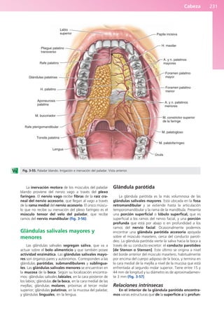 Cabeza 231
La inervación motora de los músculos del paladar
blando proviene del nervio vago a través del plexo
faríngeo. El nervio vago recibe fibras de la raíz cra-
neal del nervio accesorio, que llegan al vago a través
de la rama medial del nervio accesorio. El único múscu-
lo que no recibe su inervación del plexo faríngeo es el
músculo tensor del velo del paladar, que recibe
ramos del nervio mandibular (fig. 3-56).
Glándulas salivales mayores y
menores
Las glándulas salivales segregan saliva, que va a
actuar sobre el bolo alimenticio y que también posee
actividad enzimática. Las glándulas salivales mayo-
res son órganos pares y autónomos. Corresponden a las
glándulas parótidas, submandibulares y sublingua-
les. Las glándulas salivales menores se encuentran en
la mucosa de la boca. Según su localización encontra-
mos: glándulas salivales labiales, en la cara posterior de
los labios; glándulas de la boca, en la cara medial de las
mejillas; glándulas molares, próximas al tercer molar
superior; glándulas palatinas, en la mucosa del paladar,
y glándulas linguales, en la lengua.
Glándula parótida
La glándula parótida es la más voluminosa de las
glándulas salivales mayores. Está ubicada en la fosa
retromandibular y se extiende hasta la articulación
temporomandibular y la rama de la mandíbula. Presenta
una porción superficial o lóbulo superfical, que es
superficial a los ramos del nervio facial, y una porción
profunda que está por abajo o en profundidad a los
ramos del nervio facial. Ocasionalmente podemos
encontrar una glándula parótida accesoria apoyada
sobre el músculo masetero, cerca del conducto parotí-
deo. La glándula parótida vierte la saliva hacia la boca a
través de su conducto excretor: el conducto parotídeo
[de Stenon o Stensen]. Este último se origina a nivel
del borde anterior del músculo masetero, habitualmente
por encima del cuerpo adiposo de la boca, y termina en
la cara medial de la mejilla a nivel de la mucosa que está
enfrentada al segundo molar superior. Tiene entre 15 y
44 mm de longitud y su diámetro es de aproximadamen-
te 3 mm (fig. 3-57).
Relaciones intrínsecas
En el interior de la glándula parótida encontra-
mos varias estructuras que de la superficie a la profun-
Labio
superior
Pliegue palatino
transverso
Rafe palatino
Glándulas palatinas
H. palatino
Aponeurosis
palatina
M. buccinador
Rafe pterigomandibular
Tonsila palatina
Lengua
Úvula
M. palatofaríngeo
M. palatogloso
M. constrictor superior
de la faringe
A. y n. palatinos
menores
Foramen palatino
menor
Foramen palatino
mayor
A. y n. palatinos
mayores
H. maxilar
Papila incisiva
Fig. 3-55. Paladar blando. Irrigación e inervación del paladar. Vista anterior.
b027-03.qxd 7/12/11 2:37 PM Page 231
ERRNVPHGLFRVRUJ
 