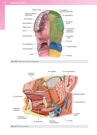 Anatomía clínica
232
Papila incisiva
Pliegues palatinos
transversos
Rafe palatino
Borde gingival
Paladar duro
Encía
Paladar blando
Arco patalogloso
Tonsila palatina
Úvula
N. lingual
N. glosofaríngeo
N. bucal
N. palatino
menor
R. alveolares
superiores
posteriores
N. palatino
mayor
N. nasopalatino
R. alveolares
superiores anteriores
Fig. 3-56. Territorio de inervación del paladar.
Glándula
sublingual
Conducto
submandibular
M. milohioideo Glándula
submandibular
A. facial
V. yugular
interna
V. retromandibular
Glándula parótida
N. auriculotemporal
M. masetero
Conducto
parotídeo
M. buccinador
Fig. 3-57. Glándula parótida.
b027-03.qxd 7/12/11 2:37 PM Page 232
ERRNVPHGLFRVRUJ
 
