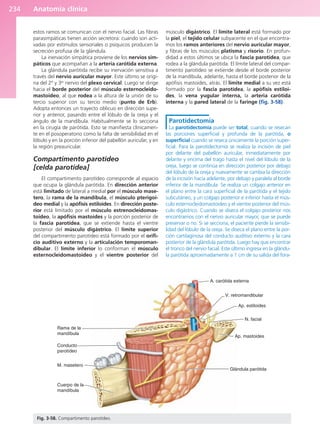 Anatomía clínica
234
estos ramos se comunican con el nervio facial. Las fibras
parasimpáticas tienen acción secretora: cuando son acti-
vadas por estímulos sensoriales o psíquicos producen la
secreción profusa de la glándula.
La inervación simpática proviene de los nervios sim-
páticos que acompañan a la arteria carótida externa.
La glándula parótida recibe su inervación sensitiva a
través del nervio auricular mayor. Este último se origi-
na del 2º y 3er
nervio del plexo cervical. Luego se dirige
hacia el borde posterior del músculo esternocleido-
mastoideo, al que rodea a la altura de la unión de su
tercio superior con su tercio medio (punto de Erb).
Adopta entonces un trayecto oblicuo en dirección supe-
rior y anterior, pasando entre el lóbulo de la oreja y el
ángulo de la mandíbula. Habitualmente se lo secciona
en la cirugía de parótida. Esto se manifiesta clínicamen-
te en el posoperatorio como la falta de sensibilidad en el
lóbulo y en la porción inferior del pabellón auricular, y en
la región preauricular.
Compartimento parotídeo
[celda parotídea]
El compartimento parotídeo corresponde al espacio
que ocupa la glándula parótida. En dirección anterior
está limitado de lateral a medial por el músculo mase-
tero, la rama de la mandíbula, el músculo pterigoi-
deo medial y la apófisis estiloides. En dirección poste-
rior está limitado por el músculo estrenocleidomas-
toideo, la apófisis mastoides y la porción posterior de
la fascia parotídea, que se extiende hasta el vientre
posterior del músculo digástrico. El límite superior
del compartimento parotídeo está formado por el orifi-
cio auditivo externo y la articulación temporoman-
dibular. El límite inferior lo conforman el músculo
esternocleidomastoideo y el vientre posterior del
músculo digástrico. El límite lateral está formado por
la piel, el tejido celular subyacente en el que encontra-
mos los ramos anteriores del nervio auricular mayor,
y fibras de los músculos platisma y risorio. En profun-
didad a estos últimos se ubica la fascia parotídea, que
rodea a la glándula parótida. El límite lateral del compar-
timento parotídeo se extiende desde el borde posterior
de la mandíbula, adelante, hasta el borde posterior de la
apófisis mastoides, atrás. El límite medial a su vez está
formado por la fascia parotídea, la apófisis estiloi-
des, la vena yugular interna, la arteria carótida
interna y la pared lateral de la faringe (fig. 3-58).
Parotidectomía
La parotidectomía puede ser total, cuando se resecan
las porciones superficial y profunda de la parótida, o
superficial cuando se reseca únicamente la porción super-
ficial. Para la parotidectomía se realiza la incisión de piel
por delante del pabellón auricular, inmediatamente por
delante y encima del trago hasta el nivel del lóbulo de la
oreja, luego se continúa en dirección posterior por debajo
del lóbulo de la oreja y nuevamente se cambia la dirección
de la incisión hacia adelante, por debajo y paralela al borde
inferior de la mandíbula. Se realiza un colgajo anterior en
el plano entre la cara superficial de la parótida y el tejido
subcutáneo, y un colgajo posterior e inferior hasta el mús-
culo esternocleidomastoideo y el vientre posterior del mús-
culo digástrico. Cuando se diseca el colgajo posterior nos
encontramos con el nervio auricular mayor, que se puede
preservar o no. Si se secciona, el paciente pierde la sensibi-
lidad del lóbulo de la oreja. Se diseca el plano entre la por-
ción cartilaginosa del conducto auditivo externo y la cara
posterior de la glándula parótida. Luego hay que encontrar
el tronco del nervio facial. Este último ingresa en la glándu-
la parótida aproximadamente a 1 cm de su salida del fora-
Rama de la
mandíbula
Conducto
parotídeo
M. masetero
Cuerpo de la
mandíbula
Glándula parótida
Ap. mastoides
N. facial
Ap. estiloides
V. retromandibular
A. carótida externa
Fig. 3-58. Compartimento parotídeo.
b027-03.qxd 7/12/11 2:37 PM Page 234
ERRNVPHGLFRVRUJ
 