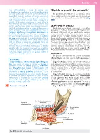 Cabeza 235
men estilomastoideo, a mitad de camino entre
el ángulo de la mandíbula y la porción cartilaginosa del
conducto auditivo. La forma más fácil de identificarlo es
buscando la inserción posterior del vientre posterior del
músculo digástrico. El nervio facial generalmente está ubi-
cado inmediatamente en dirección medial a este punto de
inserción. Una vez que encontramos el tronco del nervio
facial tenemos que separar cada uno de sus ramos de la
porción superficial para realizar la parotidectomía superfi-
cial. En la parotidectomía total se separan ambas porciones
de los ramos del nervio facial. La lesión de alguno de los
ramos del facial produce la paresia de los músculos de
la mímica a los que inerva. En una gran proporción de
los pacientes operados de parótida aparece el síndrome
de Frey caracterizado por la sensación displacentera de
sudoración casi dolorosa al comer. Esto se produce a nivel
de la piel del lado de la cara que fue operado. Estaría pro-
ducido por el crecimiento de las fibras del nervio auriculo-
temporal (fibras parasimpáticas motoras para la glándula
parótida) sobre las fibras nerviosas cutáneas simpáticas.
Una de las recomendaciones para evitar este síndrome es
realizar los colgajos cutáneos lo más gruesos posibles sin
violar la fascia parotídea anterior.
Parotiditis
La parotiditis es la inflamación de la glándula paró-
tida, que puede ser aguda o crónica. Las causas de
parotiditis pueden ser virales (paperas), bacterianas
(por Staphylococcus aureus y Streptococcus viri-
dans), autoinmunitarias (p. ej., síndrome de Sjögren) o
secundarias a litiasis parotídea (sialolitiasis). En los
casos de litiasis parotídea, uno o más cálculos obstruyen
el conducto de Stenon impidiendo la salida de saliva.
Clínicamente la parotiditis se manifiesta con tumefac-
ción y dolor en la región parotídea, que puede estar
asociado a fiebre y calor local.
Véase caso clínico 3-3.
Glándula submandibular [submaxilar]
La glándula submandibular es una glándula salival
mayor, predominantemente serosa, que está ubicada casi
en su totalidad por detrás del músculo milohioideo (fig.
3-59).
Configuración externa
La glándula submandibular mide entre 4 y 5 cm de lon-
gitud, pesa de 7 a 8 g, es de consistencia firme y coloración
gris rosado. Está rodeada por una cápsula que la separa de
las estructuras adyacentes. Presenta dos caras: una cara
lateral, convexa, y una cara medial, más bien plana, de
donde sale el conducto excretor de la glándula. A su vez se
describen tres prolongaciones de la glándula: una ante-
rior, superficial; una superior, convexa, ubicada en direc-
ción medial al músculo pterigoideo medial, y una posterior,
profunda, localizada por dentro del ángulo de la mandíbu-
la. La glándula sublingual también presenta un borde infe-
rior, que sobrepasa al hueso hioides en dirección inferior.
Relaciones
La glándula submandibular está ubicada en la celda
submandibular. Esta celda presenta cuatro paredes y un
borde inferior.
La pared lateral, superficial, está formada por la piel, el
tejido subcutáneo que contiene fibras sensitivas provenien-
tes del plexo cervical, el músculo platisma y ramos nerviosos
motores para este último. La porción superior de la pared
lateral también está formada por la cara medial del cuerpo
de la mandíbula.
La pared medial, profunda, de la celda submandibular
está formada en su porción inferior por la hoja refleja de
la hoja superficial de la fascia cervical. En su porción
superior la pared medial está constituida en superficie por
el vientre posterior del músculo digástrico y el músculo
estilohioideo, y en profundidad por el músculo hiogloso.
La pared anterior es una superficie abierta, el hiato
Conductos sublinguales
menores
Conducto
submandibular
Glándula
sublingual M. milohioideo
H. hioides
Glándula
submandibular
N. lingual
M. pterigoideo
medial
Fig. 3-59. Glándula submandibular.
b027-03.qxd 7/12/11 2:37 PM Page 235
ERRNVPHGLFRVRUJ
 