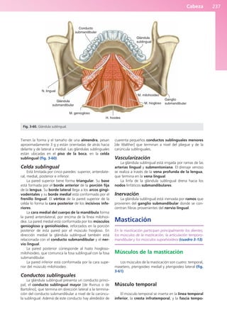 Cabeza 237
Tienen la forma y el tamaño de una almendra, pesan
aproximadamente 3 g y están orientadas de atrás hacia
delante y de lateral a medial. Las glándulas sublinguales
están ubicadas en el piso de la boca, en la celda
sublingual (fig. 3-60).
Celda sublingual
Está limitada por cinco paredes: superior, anterolate-
ral, medial, posterior e inferior.
La pared superior tiene forma triangular. Su base
está formada por el borde anterior de la porción fija
de la lengua. Su borde lateral llega a los arcos gingi-
vodentales y su borde medial está conformado por el
frenillo lingual. El vértice de la pared superior de la
celda lo forma la cara posterior de los incisivos infe-
riores.
La cara medial del cuerpo de la mandíbula forma
la pared anterolateral, por encima de la línea milohioi-
dea. La pared medial está conformada por los músculos
geniogloso y geniohioideo, reforzados en la porción
posterior de esta pared por el músculo hiogloso. En
dirección medial la glándula sublingual también está
relacionada con el conducto submandibular y el ner-
vio lingual.
La pared posterior corresponde al hiato hiogloso-
milohioideo, que comunica la fosa sublingual con la fosa
submandibular.
La pared inferior está conformada por la cara supe-
rior del músculo milohioideo.
Conductos sublinguales
La glándula sublingual presenta un conducto princi-
pal, el conducto sublingual mayor [de Rivinus o de
Bartolino], que termina en dirección lateral a la termina-
ción del conducto submandibular a nivel de la carúncu-
la sublingual. Ademá de este conducto hay alrededor de
cuarenta pequeños conductos sublinguales menores
[de Walther] que terminan a nivel del pliegue y de la
carúncula sublinguales.
Vascularización
La glándula sublingual está irrigada por ramas de las
arterias lingual y submentoniana. El drenaje venoso
se realiza a través de la vena profunda de la lengua,
que termina en la vena lingual.
La linfa de la glándula sublingual drena hacia los
nodos linfáticos submandibulares.
Inervación
La glándula sublingual está inervada por ramos que
provienen del ganglio submandibular donde se con-
centran fibras provenientes del nervio lingual.
Masticación
En la masticación participan principalmente los dientes,
los músculos de la masticación, la articulación temporo-
mandibular y los músculos suprahioideos (cuadro 3-13).
Músculos de la masticación
Los músculos de la masticación son cuatro: temporal,
masetero, pterigoideo medial y pterigoideo lateral (fig.
3-61).
Músculo temporal
El músculo temporal se inserta en la línea temporal
inferior, la cresta infratemporal, y la fascia tempo-
Conducto
submandibular
N. lingual
Glándula
submandibular
M. geniogloso
H. hioides
M. hiogloso
M. milohioideo
Ganglio
submandibular
Glándula
sublingual
Fig. 3-60. Glándula sublingual.
b027-03.qxd 7/12/11 2:37 PM Page 237
ERRNVPHGLFRVRUJ
 