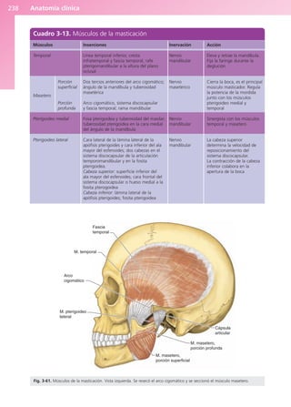 Anatomía clínica
238
Cuadro 3-13. Músculos de la masticación
Músculos
Temporal
Porción
superficial
Masetero
Porción
profunda
Pterigoideo medial
Pterigoideo lateral
Inserciones
Línea temporal inferior, cresta
infratemporal y fascia temporal; rafe
pterigomandibular a la altura del plano
oclusal
Dos tercios anteriores del arco cigomático;
ángulo de la mandíbula y tuberosidad
masetérica
Arco cigomático, sistema discocapsular
y fascia temporal; rama mandibular
Fosa pterigoidea y tuberosidad del maxilar;
tuberosidad pterigoidea en la cara medial
del ángulo de la mandíbula
Cara lateral de la lámina lateral de la
apófisis pterigoides y cara inferior del ala
mayor del esfenoides; dos cabezas en el
sistema discocapsular de la articulación
temporomandibular y en la fosita
pterigoidea.
Cabeza superior: superficie inferior del
ala mayor del esfenoides; cara frontal del
sistema discocapsular o hueso medial a la
fosita pterogoidea
Cabeza inferior: lámina lateral de la
apófisis pterigoides; fosita pterigoidea
Acción
Eleva y retrae la mandíbula.
Fija la faringe durante la
deglución
Cierra la boca, es el principal
músculo masticador. Regula
la potencia de la mordida
junto con los músculos
pterigoideo medial y
temporal
Sinergista con los músculos
temporal y masetero
La cabeza superior
determina la velocidad de
reposicionamiento del
sistema discocapsular.
La contracción de la cabeza
inferior colabora en la
apertura de la boca
Inervación
Nervio
mandibular
Nervio
masetérico
Nervio
mandibular
Nervio
mandibular
Fascia
temporal
M. temporal
Arco
cigomático
M. pterigoideo
lateral
M. masetero,
porción superficial
M. masetero,
porción profunda
Cápsula
articular
Fig. 3-61. Músculos de la masticación. Vista izquierda. Se resecó el arco cigomático y se seccionó el músculo masetero.
b027-03.qxd 7/12/11 2:37 PM Page 238
ERRNVPHGLFRVRUJ
 