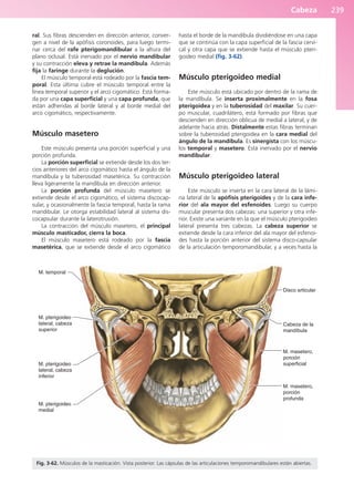 Cabeza 239
ral. Sus fibras descienden en dirección anterior, conver-
gen a nivel de la apófisis coronoides, para luego termi-
nar cerca del rafe pterigomandibular a la altura del
plano oclusal. Está inervado por el nervio mandibular
y su contracción eleva y retrae la mandíbula. Además
fija la faringe durante la deglución.
El músculo temporal está rodeado por la fascia tem-
poral. Esta última cubre el músculo temporal entre la
línea temporal superior y el arco cigomático. Está forma-
da por una capa superficial y una capa profunda, que
están adheridas al borde lateral y al borde medial del
arco cigomático, respectivamente.
Músculo masetero
Este músculo presenta una porción superficial y una
porción profunda.
La porción superficial se extiende desde los dos ter-
cios anteriores del arco cigomático hasta el ángulo de la
mandíbula y la tuberosidad masetérica. Su contracción
lleva ligeramente la mandíbula en dirección anterior.
La porción profunda del músculo masetero se
extiende desde el arco cigomático, el sistema discocap-
sular, y ocasionalmente la fascia temporal, hasta la rama
mandibular. Le otorga estabilidad lateral al sistema dis-
cocapsular durante la laterotrusión.
La contracción del músculo masetero, el principal
músculo masticador, cierra la boca.
El músculo masetero está rodeado por la fascia
masetérica, que se extiende desde el arco cigomático
hasta el borde de la mandíbula dividiéndose en una capa
que se continúa con la capa superficial de la fascia cervi-
cal y otra capa que se extiende hasta el músculo pteri-
goideo medial (fig. 3-62).
Músculo pterigoideo medial
Este músculo está ubicado por dentro de la rama de
la mandíbula. Se inserta proximalmente en la fosa
pterigoidea y en la tuberosidad del maxilar. Su cuer-
po muscular, cuadrilátero, está formado por fibras que
descienden en dirección oblicua de medial a lateral, y de
adelante hacia atrás. Distalmente estas fibras terminan
sobre la tuberosidad pterigoidea en la cara medial del
ángulo de la mandíbula. Es sinergista con los múscu-
los temporal y masetero. Está inervado por el nervio
mandibular.
Músculo pterigoideo lateral
Este músculo se inserta en la cara lateral de la lámi-
na lateral de la apófisis pterigoides y de la cara infe-
rior del ala mayor del esfenoides. Luego su cuerpo
muscular presenta dos cabezas: una superior y otra infe-
rior. Existe una variante en la que el músculo pterigoideo
lateral presenta tres cabezas. La cabeza superior se
extiende desde la cara inferior del ala mayor del esfenoi-
des hasta la porción anterior del sistema disco-capsular
de la articulación temporomandibular, y a veces hasta la
M. temporal
M. pterigoideo
lateral, cabeza
superior
M. pterigoideo
lateral, cabeza
inferior
M. pterigoideo
medial
M. masetero,
porción
profunda
M. masetero,
porción
superficial
Cabeza de la
mandíbula
Disco articular
Fig. 3-62. Músculos de la masticación. Vista posterior. Las cápsulas de las articulaciones temporomandibulares están abiertas.
b027-03.qxd 7/12/11 2:37 PM Page 239
ERRNVPHGLFRVRUJ
 