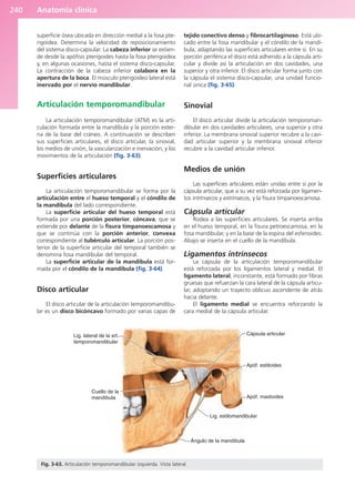 Anatomía clínica
240
superficie ósea ubicada en dirección medial a la fosa pte-
rigoidea. Determina la velocidad de reposicionamiento
del sistema disco-capsular. La cabeza inferior se extien-
de desde la apófisis pterigoides hasta la fosa pterigoidea
y, en algunas ocasiones, hasta el sistema disco-capsular.
La contracción de la cabeza inferior colabora en la
apertura de la boca. El músculo pterigoideo lateral está
inervado por el nervio mandibular.
Articulación temporomandibular
La articulación temporomandibular (ATM) es la arti-
culación formada entre la mandíbula y la porción exter-
na de la base del cráneo. A continuación se describen
sus superficies articulares, el disco articular, la sinovial,
los medios de unión, la vascularización e inervación, y los
movimientos de la articulación (fig. 3-63).
Superficies articulares
La articulación temporomandibular se forma por la
articulación entre el hueso temporal y el cóndilo de
la mandíbula del lado correspondiente.
La superficie articular del hueso temporal está
formada por una porción posterior, cóncava, que se
extiende por delante de la fisura timpanoescamosa y
que se continúa con la porción anterior, convexa
correspondiente al tubérculo articular. La porción pos-
terior de la superficie articular del temporal también se
denomina fosa mandibular del temporal.
La superficie articular de la mandíbula está for-
mada por el cóndilo de la mandíbula (fig. 3-64).
Disco articular
El disco articular de la articulación temporomandibu-
lar es un disco bicóncavo formado por varias capas de
tejido conectivo denso y fibrocartilaginoso. Está ubi-
cado entre la fosa mandibular y el cóndilo de la mandí-
bula, adaptando las superficies articulares entre sí. En su
porción periférica el disco está adherido a la cápsula arti-
cular y divide así la articulación en dos cavidades, una
superior y otra inferior. El disco articular forma junto con
la cápsula el sistema disco-capsular, una unidad funcio-
nal única (fig. 3-65).
Sinovial
El disco articular divide la articulación temporoman-
dibular en dos cavidades articulares, una superior y otra
inferior. La membrana sinovial superior recubre a la cavi-
dad articular superior y la membrana sinovial inferior
recubre a la cavidad articular inferior.
Medios de unión
Las superficies articulares están unidas entre sí por la
cápsula articular, que a su vez está reforzada por ligamen-
tos intrínsecos y extrínsecos, y la fisura timpanoescamosa.
Cápsula articular
Rodea a las superficies articulares. Se inserta arriba
en el hueso temporal, en la fisura petroescamosa, en la
fosa mandibular, y en la base de la espina del esfenoides.
Abajo se inserta en el cuello de la mandíbula.
Ligamentos intrínsecos
La cápsula de la articulación temporomandibular
está reforzada por los ligamentos lateral y medial. El
ligamento lateral, inconstante, está formado por fibras
gruesas que refuerzan la cara lateral de la cápsula articu-
lar, adoptando un trayecto oblicuo ascendente de atrás
hacia delante.
El ligamento medial se encuentra reforzando la
cara medial de la cápsula articular.
Lig. lateral de la art.
temporomandibular
Cuello de la
mandíbula
Ángulo de la mandíbula
Lig. estilomandibular
Apóf. mastoides
Apóf. estiloides
Cápsula articular
Fig. 3-63. Articulación temporomandibular izquierda. Vista lateral.
b027-03.qxd 7/12/11 2:37 PM Page 240
ERRNVPHGLFRVRUJ
 