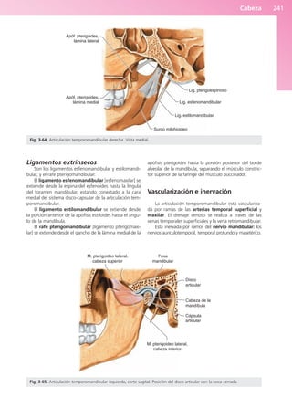 Cabeza 241
Ligamentos extrínsecos
Son los ligamentos esfenomandibular y estilomandi-
bular, y el rafe pterigomandibular.
El ligamento esfenomandibular [esfenomaxilar] se
extiende desde la espina del esfenoides hasta la língula
del foramen mandibular, estando conectado a la cara
medial del sistema disco-capsular de la articulación tem-
poromandibular.
El ligamento estilomandibular se extiende desde
la porción anterior de la apófisis estiloides hasta el ángu-
lo de la mandíbula.
El rafe pterigomandibular [ligamento pterigomaxi-
lar] se extiende desde el gancho de la lámina medial de la
apófisis pterigoides hasta la porción posterior del borde
alveolar de la mandíbula, separando el músculo constric-
tor superior de la faringe del músculo buccinador.
Vascularización e inervación
La articulación temporomandibular está vasculariza-
da por ramas de las arterias temporal superficial y
maxilar. El drenaje venoso se realiza a través de las
venas temporales superficiales y la vena retromandibular.
Está inervada por ramos del nervio mandibular: los
nervios auriculotemporal, temporal profundo y masetérico.
Apóf. pterigoides,
lámina lateral
Apóf. pterigoides,
lámina medial
Surco milohioideo
Lig. estilomandibular
Lig. esfenomandibular
Lig. pterigoespinoso
Fig. 3-64. Articulación temporomandibular derecha. Vista medial.
M. pterigoideo lateral,
cabeza superior
Fosa
mandibular
Disco
articular
Cabeza de la
mandíbula
Cápsula
articular
M. pterigoideo lateral,
cabeza inferior
Fig. 3-65. Articulación temporomandibular izquierda, corte sagital. Posición del disco articular con la boca cerrada.
b027-03.qxd 7/12/11 2:37 PM Page 241
ERRNVPHGLFRVRUJ
 
