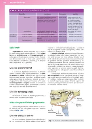 Anatomía clínica
244
Epicráneo
El epicráneo es el término designado para los múscu-
los que se insertan en la galea aponeurótica. Estos múscu-
los son el occipitofrontal y el temporoparietal. La
galea aponeurótica se puede desplazar contra el epicrá-
neo. Se extiende desde la línea nucal superior (atrás)
hasta el borde supraorbitario (adelante), y en dirección
lateral llega casi al arco cigomático.
Músculo occipitofrontal
Es un músculo digástrico que se irradia en dirección
anterior y posterior sobre la galea aponeurótica. Su vien-
tre anterior o frontal corresponde a la porción que se
extiende desde la región supraciliar y la glabela hasta la
galea aponeurótica. Su contracción asciende las cejas y
arruga la frente. Está inervado por ramos del nervio facial.
El vientre posterior u occipital se inserta en la línea nucal
superior y termina sobre la galea aponeurótica. Su contrac-
ción antagoniza la acción del vientre frontal.
Músculo temporoparietal
Este músculo se inserta en el cartílago de la oreja y
termina sobre la galea aponeurótica.
Músculos periorificiales palpebrales
Los músculos periorificiales palpebrales son los múscu-
los orbicular del ojo, corrugador superciliar y depresor
superciliar (fig. 3-69).
Músculo orbicular del ojo
Este músculo rodea el ojo a modo de un esfínter circu-
lar. Está formado por una porción palpebral y una porción
orbitaria. Su contracción cierra los párpados y favorece el
flujo de las lágrimas hacia el saco lagrimal y la nariz. Está
inervado por el nervio facial.
La porción palpebral se extiende desde el ligamen-
to palpebral medial y los huesos adyacentes. Esta por-
ción está formada por fibras ciliares, ubicadas en el
borde palpebral, que rodean los conductos excretores de
las glándulas tarsales [glándulas de Meibomio] y los
folículos pilosos de las pestañas. También presenta una
porción profunda, que corresponde a las fibras que pro-
vienen de la cresta lagrimal posterior, rodean los canalí-
culos lagrimales y terminan sobre la papila lacrimal.
Cuando se contrae esta porción profunda se dilata el
saco lacrimal.
La otra porción del músculo orbicular del ojo es la
porción orbitaria, que se inserta en el ligamento palpe-
bral medial, la porción nasal de hueso frontal y la apófi-
sis frontal del maxilar para luego rodear el ojo mediante
un fascículo superior, que ocupa el borde superior del
párpado superior, y un fascículo inferior, que se encuen-
tra a nivel del párpado inferior.
Cuadro 3-14. Músculos de la mímica (Cont.)
Músculos Acción
Mueve el alimento del
vestíbulo de la boca entre
las arcadas dentarias
durante la masticación.
Previene el atrapamiento
de la mucosa de la boca
durante la masticación, y
participa en los gestos de
la risa y del llanto
Lleva la piel del mentón
hacia arriba
Carece de valor funcional
Carece de valor funcional
Carece de valor funcional
Buccinador
Mentoniano
Auricular anterior
Auricular superior
Auricular posterior
Periorificiales
auriculares
Inserciones
Rafe pterigomandibular y regiones
adyacentes del maxilar y la
mandíbula; músculo orbicular de la
boca a nivel de la comisura labial
Mandíbula a la altura de la raíz de
los dientes incisivos; piel del mentón
Fascia temporal; espina del hélix
Galea aponeurótica; raíz del pabellón
auricular
Mastoides; raíz del pabellón auricular
Inervación
Nervio facial
Nervio facial
Nervio facial
Nervio facial
Nervio facial
Músculo
digástrico
Músculo
estilohioideo
Músculo
geniohioideo
Músculo
milohioideo
Fig. 3-67. Músculos suprahioideos, vista izquierda. Esquema.
b027-03.qxd 7/12/11 2:37 PM Page 244
ERRNVPHGLFRVRUJ
 