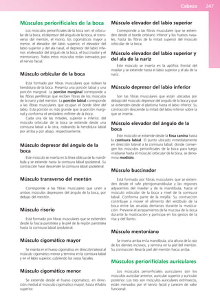 Cabeza 247
Músculos periorificiales de la boca
Los músculos periorificiales de la boca son: el orbicu-
lar de la boca, el depresor del ángulo de la boca, el trans-
verso del mentón, el risorio, los cigomáticos mayor y
menor, el elevador del labio superior, el elevador del
labio superior y del ala nasal, el depresor del labio infe-
rior, el elevador del ángulo de la boca, el buccinador y el
mentoniano. Todos estos músculos están inervados por
el nervio facial.
Músculo orbicular de la boca
Está formado por fibras musculares que rodean la
hendidura de la boca. Presenta una porción labial y una
porción marginal. La porción marginal corresponde a
las fibras periféricas que reciben fibras de los músculos
de la nariz y del mentón. La porción labial corresponde
a las fibras musculares que ocupan el borde libre del
labio. Esta porción es más grande que la porción margi-
nal y conforma el verdadero esfínter de la boca.
Cada una de las mitades, superior e inferior, del
músculo orbicular de la boca se extiende desde una
comisura labial a la otra, rodeando la hendidura labial
por arriba y por abajo, respectivamente.
Músculo depresor del ángulo de la
boca
Este músculo se inserta en la línea oblicua de la mandí-
bula y se extiende hasta la comisura labial ipsolateral. Su
contracción hace descender la comisura labial ipsolateral.
Músculo transverso del mentón
Corresponde a las fibras musculares que unen a
ambos músculos depresores del ángulo de la boca, por
debajo del mentón.
Músculo risorio
Está formado por fibras musculares que se extienden
desde la fascia parotídea y la piel de la región parotídea
hasta la comisura labial ipsolateral.
Músculo cigomático mayor
Se inserta en el hueso cigomático en dirección lateral al
músculo cigomático menor y termina en la comisura labial
y en el labio superior, cubriendo los vasos faciales.
Músculo cigomático menor
Se extiende desde el hueso cigomático, en direc-
ción medial al músculo cigomático mayor, hasta el labio
superior.
Músculo elevador del labio superior
Corresponde a las fibras musculares que se extien-
den desde el borde orbitario inferior y los huesos nasa-
les, hasta las fibras de la mitad superior del músculo
orbicular de la boca.
Músculo elevador del labio superior y
del ala de la nariz
Este músculo se inserta en la apófisis frontal del
maxilar y se extiende hasta el labio superior y el ala de la
nariz.
Músculo depresor del labio inferior
Son las fibras musculares que están ubicadas por
debajo del músculo depresor del ángulo de la boca y que
se extienden desde el platisma hasta el labio inferior. Su
contracción desciende la mitad del labio inferior sobre la
que se inserta.
Músculo elevador del ángulo de la
boca
Este músculo se extiende desde la fosa canina hasta
la comisura labial. El punto ubicado inmediatamente
en dirección lateral a la comisura labial, donde conver-
gen los músculos periorificiales de la boca para luego
irradiarse hasta el músculo orbicular de la boca, se deno-
mina modiolo.
Músculo buccinador
Está formado por fibras musculares que se extien-
den desde el rafe pterigomandibular y las regiones
adyacentes del maxilar y de la mandíbula, hasta el
músculo orbicular de la boca a nivel de la comisura
labial. Conforma parte de la mejilla. Su contracción
contribuye a mover el alimento del vestíbulo de la
boca entre las arcadas dentarias durante la mastica-
ción. Previene el atrapamiento de la mucosa de la boca
durante la masticación y participa en los gestos de la
risa y del llanto.
Músculo mentoniano
Se inserta arriba en la mandíbula, a la altura de la raíz
de los dientes incisivos, y termina en la piel del mentón.
Su contracción lleva la piel del mentón hacia arriba.
Músculos periorificiales auriculares
Los músculos periorificiales auriculares son los
músculos auricular anterior, auricular superior y auricular
posterior. Los tres son músculos auriculares extrínsecos,
están inervados por el nervio facial y carecen de valor
funcional.
b027-03.qxd 7/12/11 2:37 PM Page 247
ERRNVPHGLFRVRUJ
 