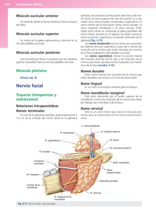 Anatomía clínica
248
Músculo auricular anterior
Se extiende desde la fascia temporal hasta la espina
del hélix.
Músculo auricular superior
Se inserta en la galea aponeurótica y termina en la
raíz del pabellón auricular.
Músculo auricular posterior
Está formado por fibras musculares que van desde la
apófisis mastoides hasta la raíz del pabellón auricular.
Músculo platisma
(Véase cap. 4)
Nervio facial
Trayecto intrapetroso y
extracraneal
Relaciones intraparotídeas
Ramos terminales
A nivel de la glándula parótida, aproximadamente a
1,5 cm de la entrada del nervio facial en la glándula
parótida, encontramos la bifurcación del tronco del ner-
vio facial. El ramo superior de esta bifurcación va a dar
origen a los ramos bucales, temporales y cigomáticos. El
ramo inferior de la bifurcación emite ramos bucales, el
ramo marginal mandibular y el ramo cervical. Entre
todos estos ramos se constituye el plexo parotídeo del
nervio facial, ubicado en el espacio de tejido conectivo
entre la porción superficial y la porción profunda de la
glándula (fig. 3-71).
Los ramos temporales son los ramos que ascienden
por delante del arco cigomático y que van a inervar los
músculos de la mímica que están ubicados por encima
de la fisura palpebral y del pabellón auricular.
Los ramos cigomáticos inervan la porción lateral
del músculo orbicular de los ojos y los músculos de la
mímica que están ubicados entre el párpado y la hendi-
dura de la boca (cuadro 3-15).
Ramos bucales
Estos ramos inervan los músculos de la mímica que
están alrededor de la boca y el músculo buccinador.
Ramo lingual
Es un ramo inconstante sensitivo para la lengua.
Ramo mandibular marginal
Este ramo desciende por el borde superior de la
mandíbula e inerva los músculos de la mímica que están
por debajo de la hendidura de la boca.
Ramo cervical
Éste es un ramo motor que inerva el músculo pla-
tisma y que se anastomosa con el nervio cervical trans-
verso.
R. temporales
R. cigomáticos
R. bucales
Conducto
parotideo
M. masetero
Cuerpo de la
mandíbula
R. marginal de la
mandíbula
R. cervical
Glándula parótida
Plexo
intraparotídeo
Apóf. mastoides
N. auricular posterior
N. facial
A. carótida externa
V. retromandibular
Fig. 3-71. Nervio facial, vista izquierda.
b027-03.qxd 7/12/11 2:37 PM Page 248
ERRNVPHGLFRVRUJ
 