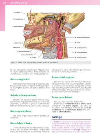 Anatomía clínica
250
los arcos palatogloso y palatofaríngeo, del paladar blan-
do y de las amígdalas palatinas. Puede reemplazar a la
arteria faríngea ascendente o ser reemplazada por ella.
Rama amigdalina
Esta rama generalmente se origina de la arteria pala-
tina ascendente. Ingresa en la pared de la faringe irrigan-
do las amígdalas palatinas y la porción posterior de la
lengua.
Arteria submentoniana
Esta arteria está ubicada en dirección inferior al múscu-
lo milohioideo. Irriga este último músculo y los músculos
adyacentes, y también la glándula submandibular.
Habitualmente se anastomosa con la arteria sublingual.
Ramas glandulares
Estas ramas irrigan directamente la glándula sub-
mandibular.
Rama labial inferior
La rama labial está ubicada entre el músculo orbicu-
lar de la boca y la mucosa de la boca, e irriga el labio
inferior. Se anastomosa con la arteria labial inferior del
lado opuesto, la arteria submentoniana y la rama men-
toniana de la arteria alveolar inferior.
Rama labial superior
Esta rama está ubicada entre el músculo orbicular de
la boca y la mucosa de la boca, e irriga el labio superior.
Se anastomosa con la arteria del lado opuesto, la arteria
facial transversa y la arteria infraorbitaria. En su trayecto
emite una rama para el tabique nasal, que está conecta-
da con el cuerpo cavernoso del tabique.
Rama nasal lateral
Esta rama irriga la base del ala de la nariz.
Finalmente, la rama terminal de la arteria facial
corresponde a la arteria angular. Esta última se
encuentra a nivel del ángulo interno del ojo, donde se
anastomosa con la arteria nasal dorsal, rama termi-
nal de la arteria oftálmica.
Faringe
La faringe es un conducto muscular vertical semicircu-
lar, de aproximadamente 14-16 cm de longitud, ubicado
por delante de la columna vertebral cervical y por detrás
de las cavidades nasales, la boca y la laringe. En direc-
ción inferior se continúa con el esófago. Participa en la
deglución, la respiración y en la audición. La cavidad de
A. angular
R. nasal lateral
A. labial superior
A. labial inferior
Mandíbula
A. submentoniana
G. submandibular
H. hioides A. carótida común
A. carótida externa
A. carótida interna
A. facial
A. palatina ascendente
Fig. 3-72. Arteria facial, vista izquierda. Se resecó la rama de la mandíbula.
b027-03.qxd 7/12/11 2:37 PM Page 250
ERRNVPHGLFRVRUJ
 