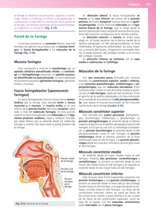 Cabeza 251
la faringe se divide en tres porciones: superior o nasofa-
ringe, media u orofaringe, e inferior o laringofaringe. A
continuación se describe la constitución de la pared de
la faringe y las distintas porciones de la cavidad faríngea,
su irrigación y su inervación (fig. 3-73).
Pared de la faringe
La faringe consiste en un armazón fibroso, que está
formado de adentro hacia afuera por la mucosa farín-
gea, la fascia faringobasilar y los músculos de la
faringe (fig. 3-74).
Mucosa faríngea
Está compuesta a nivel de la nasofaringe por un
epitelio cilíndrico estratificado ciliado. La orofarin-
ge y la laringofaringe presentan un epitelio escamo-
so estratificado no queratinizado. A nivel subepitelial
encontramos pequeñas glándulas faríngeas, glándulas
mixtas y mucosas.
Fascia faringobasilar [aponeurosis
faríngea]
La fascia faringobasilar tiene la misma forma semici-
líndrica que la faringe. Está ubicada entre la túnica
muscular y la mucosa. Se inserta arriba en la cara
inferior de la porción basilar del hueso occipital, sobre
todo a nivel del tubérculo faríngeo. En esta porción
superior la fascia faringobasilar está reforzada por el liga-
mento posterior mediano, impar y mediano, formado
por tejido fibroso que se extiende desde los tubérculos
faríngeo y anterior del atlas hasta la pared posterior de
la faringe.
En dirección lateral la fascia faringobasilar se
inserta en la cara inferior del vértice de la porción
petrosa del hueso temporal hasta la base de la apófi-
sis pterigoides. A este nivel está reforzada por el liga-
mento lateral de la faringe, que se dirige desde la
porción petrosa del hueso temporal hasta la porción pos-
terior de la porción cartilaginosa de la trompa auditiva.
En dirección anterior se inserta de arriba hacia
abajo en: el borde posterior de la lámina medial de la
apófisis pterigoides, el rafe pterigomandibular, la línea
milohioidea, el ligamento estilohioideo, las astas mayo-
res y menores del hioides, el ligamento tirohioideo late-
ral, el borde posterior del cartílago tiroides, y en el arco
del cartílago cricoides.
En dirección inferior se continúa con la capa
media o submucosa del esfófago.
Músculos de la faringe
Son seis músculos pares formados por músculo
estriado: los constrictores superior, medio e inferior,
y los músculos palatofaríngeo, estilofaríngeo y sal-
pingofaríngeo, que son músculos elevadores. Estos
músculos están unidos a nivel de la línea mediana poste-
rior por el rafe faríngeo, tejido de tipo tendinoso. Entre
el gancho de la apófisis pterigoides y la fosa retromolar
de la mandíbula encontramos el rafe pterigomandibu-
lar, que separa el músculo buccinador de los músculos
constrictores de la faringe (cuadro 3-16).
Músculo constrictor superior
Está formado por cuatro porciones: pterigofarín-
gea, bucofaríngea, milofaríngea, y glosofaríngea. La
porción pterigofaríngea se extiende desde la lámina
medial y el gancho de la apófisis pterigoides hasta el rafe
faríngeo, en el que se une con su homólogo contralate-
ral. La porción bucofaríngea se extiende desde el rafe
pterigomandibular hasta el rafe faríngeo, la porción
milofaríngea desde el extremo posterior de la línea
milohioidea hasta el rafe faríngeo, y la porción glosofa-
ríngea desde los músculos intrínsecos de la lengua hasta
el rafe faríngeo.
Músculo constrictor medio
Se extiende desde el hueso hioides hasta el rafe
faríngeo. Presenta dos porciones: condrofaríngea y
ceratofaríngea. La primera se extiende desde el asta
menor del hioides hasta el rafe faríngeo y la segunda se
extiende desde el asta mayor hasta el rafe faríngeo.
Músculo constrictor inferior
Este músculo tiene forma trapezoidal y presenta una
porción tirofaríngea y una porción cricofaríngea. La
primera se extiende desde la línea oblicua del cartílago
tiroides hasta el rafe faríngeo, y la segunda desde el car-
tílago cricoides hasta el rafe faríngeo. Las fibras de los
constrictores inferiores cubren en parte las fibras de
los constrictores medios, y estas últimas a su vez a parte
de las fibras de los constrictores superiores, como las
tejas de un tejado. Los tres músculos constrictores
están inervados por el plexo faríngeo.
Porción nasal
de la faringe
Porción oral
de la faringe
Porción
laríngea
de la
faringe
Fig. 3-73. Porciones de la faringe.
b027-03.qxd 7/12/11 2:37 PM Page 251
ERRNVPHGLFRVRUJ
 