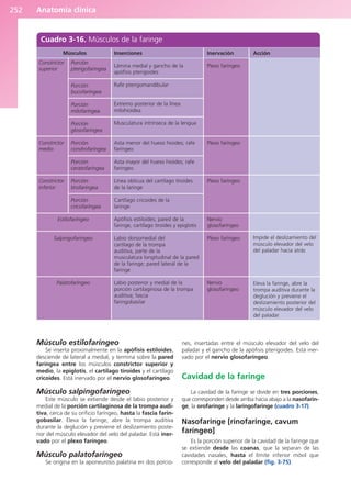 Anatomía clínica
252
Músculo estilofaríngeo
Se inserta proximalmente en la apófisis estiloides,
desciende de lateral a medial, y termina sobre la pared
faríngea entre los músculos constrictor superior y
medio, la epiglotis, el cartílago tiroides y el cartílago
cricoides. Está inervado por el nervio glosofaríngeo.
Músculo salpingofaríngeo
Este músculo se extiende desde el labio posterior y
medial de la porción cartilaginosa de la trompa audi-
tiva, cerca de su orificio faríngeo, hasta la fascia farin-
gobasilar. Eleva la faringe, abre la trompa auditiva
durante la deglución y previene el deslizamiento poste-
rior del músculo elevador del velo del paladar. Está iner-
vado por el plexo faríngeo.
Músculo palatofaríngeo
Se origina en la aponeurosis palatina en dos porcio-
nes, insertadas entre el músculo elevador del velo del
paladar y el gancho de la apófisis pterigoides. Está iner-
vado por el nervio glosofaríngeo.
Cavidad de la faringe
La cavidad de la faringe se divide en tres porciones,
que corresponden desde arriba hacia abajo a la nasofarin-
ge, la orofaringe y la laringofaringe (cuadro 3-17).
Nasofaringe [rinofaringe, cavum
faríngeo]
Es la porción superior de la cavidad de la faringe que
se extiende desde las coanas, que la separan de las
cavidades nasales, hasta el límite inferior móvil que
corresponde al velo del paladar (fig. 3-75).
Cuadro 3-16. Músculos de la faringe
Músculos
Constrictor
superior
Constrictor
medio
Constrictor
inferior
Inserciones
Lámina medial y gancho de la
apófisis pterigoides
Rafe pterigomandibular
Extremo posterior de la línea
milohioidea
Musculatura intrínseca de la lengua
Asta menor del hueso hioides; rafe
faríngeo
Asta mayor del hueso hioides; rafe
faríngeo
Línea oblicua del cartílago tiroides
de la laringe
Cartílago cricoides de la
laringe
Apófisis estiloides; pared de la
faringe, cartílago tiroides y epiglotis
Labio dorsomedial del
cartílago de la trompa
auditiva, parte de la
musculatura longitudinal de la pared
de la faringe; pared lateral de la
faringe
Labio posterior y medial de la
porción cartilaginosa de la trompa
auditiva; fascia
faringobasilar
Inervación
Plexo faríngeo
Plexo faríngeo
Plexo faríngeo
Nervio
glosofaríngeo
Plexo faríngeo
Nervio
glosofaríngeo
Acción
Impide el deslizamiento del
músculo elevador del velo
del paladar hacia atrás
Eleva la faringe, abre la
trompa auditiva durante la
deglución y previene el
deslizamiento posterior del
músculo elevador del velo
del paladar
Porción
pterigofaríngea
Porción
bucofaríngea
Porción
milofaríngea
Porción
glosofaríngea
Porción
condrofaríngea
Porción
ceratofaríngea
Porción
tirofaríngea
Porción
cricofaríngea
Estilofaríngeo
Salpingofaríngeo
Palatofaríngeo
b027-03.qxd 7/12/11 2:37 PM Page 252
ERRNVPHGLFRVRUJ
 