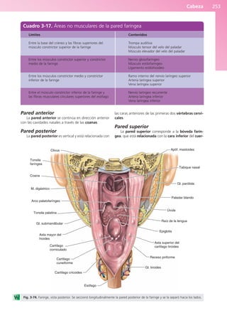 Cabeza 253
Pared anterior
La pared anterior se continúa en dirección anterior
con las cavidades nasales a través de las coanas.
Pared posterior
La pared posterior es vertical y está relacionada con
las caras anteriores de las primeras dos vértebras cervi-
cales.
Pared superior
La pared superior corresponde a la bóveda farín-
gea, que está relacionada con la cara inferior del cuer-
Cuadro 3-17. Áreas no musculares de la pared faríngea
Límites
Entre la base del cráneo y las fibras superiores del
músculo constrictor superior de la faringe
Entre los músculos constrictor superior y constrictor
medio de la faringe
Entre los músculos constrictor medio y constrictor
inferior de la faringe
Entre el músculo constrictor inferior de la faringe y
las fibras musculares circulares superiores del esófago
Contenidos
Trompa auditiva
Músculo tensor del velo del paladar
Músculo elevador del velo del paladar
Nervio glosofaríngeo
Músculo estilofaríngeo
Ligamento estilohioideo
Ramo interno del nervio laríngeo superior
Arteria laríngea superior
Vena laríngea superior
Nervio laríngeo recurrente
Arteria laríngea inferior
Vena laríngea inferior
Clivus
Tonsila
faríngea
Coana
M. digástrico
Arco palatofaríngeo
Tonsila palatina
Gl. submandibular
Asta mayor del
hioides
Cartílago
corniculado
Cartílago
cuneiforme
Cartílago cricoides
Esófago
Gl. tiroides
Receso piriforme
Asta superior del
cartílago tiroides
Epiglotis
Raíz de la lengua
Úvula
Paladar blando
Gl. parótida
Tabique nasal
Apóf. mastoides
Fig. 3-74. Faringe, vista posterior. Se seccionó longitudinalmente la pared posterior de la faringe y se la separó hacia los lados.
b027-03.qxd 7/12/11 2:37 PM Page 253
ERRNVPHGLFRVRUJ
 