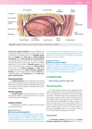 Cabeza 255
ficios de las criptas tonsilares, recesos epiteliales que
se extienden desde los orificios tonsilares hacia la pro-
fundidad de la amígdala palatina. La amigdala palati-
na está irrigada por ramas de la arteria palatina
ascendente, de la rama tonsilar de la arteria facial,
y ocasionalmente por ramas de las arterias lingual y
faríngea ascendente. Estas ramas irrigan a la amígdala
palatina por su cara medial. El drenaje venoso sigue el
mismo recorrido inverso, formando un plexo tonsilar
que termina en los plexos faríngeos. La linfa de la
amígdala drena hacia los nodos linfáticos submandi-
bulares cerca del ángulo de la mandíbula (nivel II). La
amígdala palatina está inervada por los nervios lin-
gual y glosofaríngeo.
Pared posterior
La pared posterior de la orofaringe está formada
por la mucosa apoyada sobre la estructura muscular de
la faringe. En dirección posterior está relacionada con las
caras anteriores de los cuerpos vertebrales de las prime-
ras vértebras cervicales.
Pared superior
La pared superior está formada por la cara inferior
del velo del paladar cuando éste se halla en posición
horizontal durante la deglución.
Límite inferior
La orofaringe se continúa a nivel del hueso hioides
con la laringofaringe.
Absceso periamigdalino
Las infecciones de la amígdala palatina que se extien-
den hacia el espacio periamigdalino producen los absce-
sos periamigdalinos, que requieren aspiración o incisión
y drenaje transoral para su resolución, además del trata-
miento antibiótico correspondiente. El músculo pterigoi-
deo medial está en la proximidad de este espacio, lo que
en casos de abscesos periamigdalinos puede dar trismus,
además de la protrusión de la amígdala y del paladar
blando en dirección medial.
Absceso parafaríngeo
Cuando los abscesos periamigdalinos progresan y se
extienden a través de la fascia bucofaríngea hacia el
espacio parafaríngeo, se producen los abscesos parafa-
ríngeos. El paciente se presenta con trismus importante
por irritación del músculo pterigoideo medial.
Laringofaringe
Véase laringe, capítulo 4 (fig. 3-77).
Vascularización
La faringe recibe numerosas ramas originadas de la
arteria carótida externa y de sus colaterales, de las cua-
les la más importante corresponde a la arteria faríngea
ascendente. También recibe ramas faríngeas de las arte-
rias tiroidea superior, maxilar y facial. El drenaje venoso
de los plexos submucosos termina en las venas del con-
ducto pterigoideo, pterigoideas, faciales, linguales y, a
través de estas últimas, en la vena yugular interna. La
linfa de la región posterior de la faringe termina en los
nodos retrofaríngeos, la linfa de la región lateral en
los nodos yugulodigástricos y la de la región anterior
en los nodos linfáticos yugulares profundos.
Inervación
La inervación sensitiva está dada por los nervios
laríngeos superiores e inferiores del NC X, y en la
H. maxilar
Labio superior
Vestíbulo de
la boca
Labio inferior
Mandíbula
Papilas foliadas
Papilas
circunvaladas Surco terminal
Tonsila
lingual Tonsila palatina
Arco
palatofaríngeo
Fosa
supratonsilar
Úvula
palatina
Arco
palatogloso
Foramen ciego
Surco mediano
Fig. 3-76. Cavidad oral, fauces y porción oral de la faringe. Vista posterior e izquierda.
b027-03.qxd 7/12/11 2:37 PM Page 255
ERRNVPHGLFRVRUJ
 