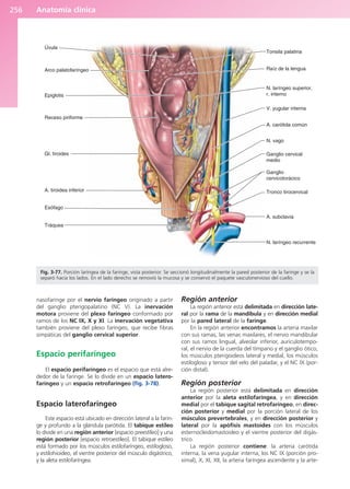 Anatomía clínica
256
nasofaringe por el nervio faríngeo originado a partir
del ganglio pterigopalatino (NC V). La inervación
motora proviene del plexo faríngeo conformado por
ramos de los NC IX, X y XI. La inervación vegetativa
también proviene del plexo faríngeo, que recibe fibras
simpáticas del ganglio cervical superior.
Espacio perifaríngeo
El espacio perifaríngeo es el espacio que está alre-
dedor de la faringe. Se lo divide en un espacio latero-
faríngeo y un espacio retrofaríngeo (fig. 3-78).
Espacio laterofaríngeo
Este espacio está ubicado en dirección lateral a la farin-
ge y profundo a la glándula parótida. El tabique estíleo
lo divide en una región anterior [espacio preestíleo] y una
región posterior [espacio retroestíleo]. El tabique estíleo
está formado por los músculos estilofaríngeo, estilogloso,
y estilohioideo, el vientre posterior del músculo digástrico,
y la aleta estilofaríngea.
Región anterior
La región anterior está delimitada en dirección late-
ral por la rama de la mandíbula y en dirección medial
por la pared lateral de la faringe.
En la región anterior encontramos la arteria maxilar
con sus ramas, las venas maxilares, el nervio mandibular
con sus ramos lingual, alveolar inferior, auriculotempo-
ral, el nervio de la cuerda del tímpano y el ganglio ótico,
los músculos pterigoideos lateral y medial, los músculos
estilogloso y tensor del velo del paladar, y el NC IX (por-
ción distal).
Región posterior
La región posterior está delimitada en dirección
anterior por la aleta estilofaríngea, y en dirección
medial por el tabique sagital retrofaríngeo, en direc-
ción posterior y medial por la porción lateral de los
músculos prevertebrales, y en dirección posterior y
lateral por la apófisis mastoides con los músculos
esternocleidomastoideo y el vientre posterior del digás-
trico.
La región posterior contiene: la arteria carótida
interna, la vena yugular interna, los NC IX (porción pro-
ximal), X, XI, XII, la arteria faríngea ascendente y la arte-
Úvula
Arco palatofaríngeo
Epiglotis
Receso piriforme
Gl. tiroides
A. tiroidea inferior
Esófago
Tráquea
N. laríngeo recurrente
A. subclavia
Tronco tirocervical
Ganglio
cervicotorácico
Ganglio cervical
medio
N. vago
A. carótida común
V. yugular interna
N. laríngeo superior,
r. interno
Raíz de la lengua
Tonsila palatina
Fig. 3-77. Porción laríngea de la faringe, vista posterior. Se seccionó longitudinalmente la pared posterior de la faringe y se la
separó hacia los lados. En el lado derecho se removió la mucosa y se conservó el paquete vasculonervioso del cuello.
b027-03.qxd 7/12/11 2:37 PM Page 256
ERRNVPHGLFRVRUJ
 